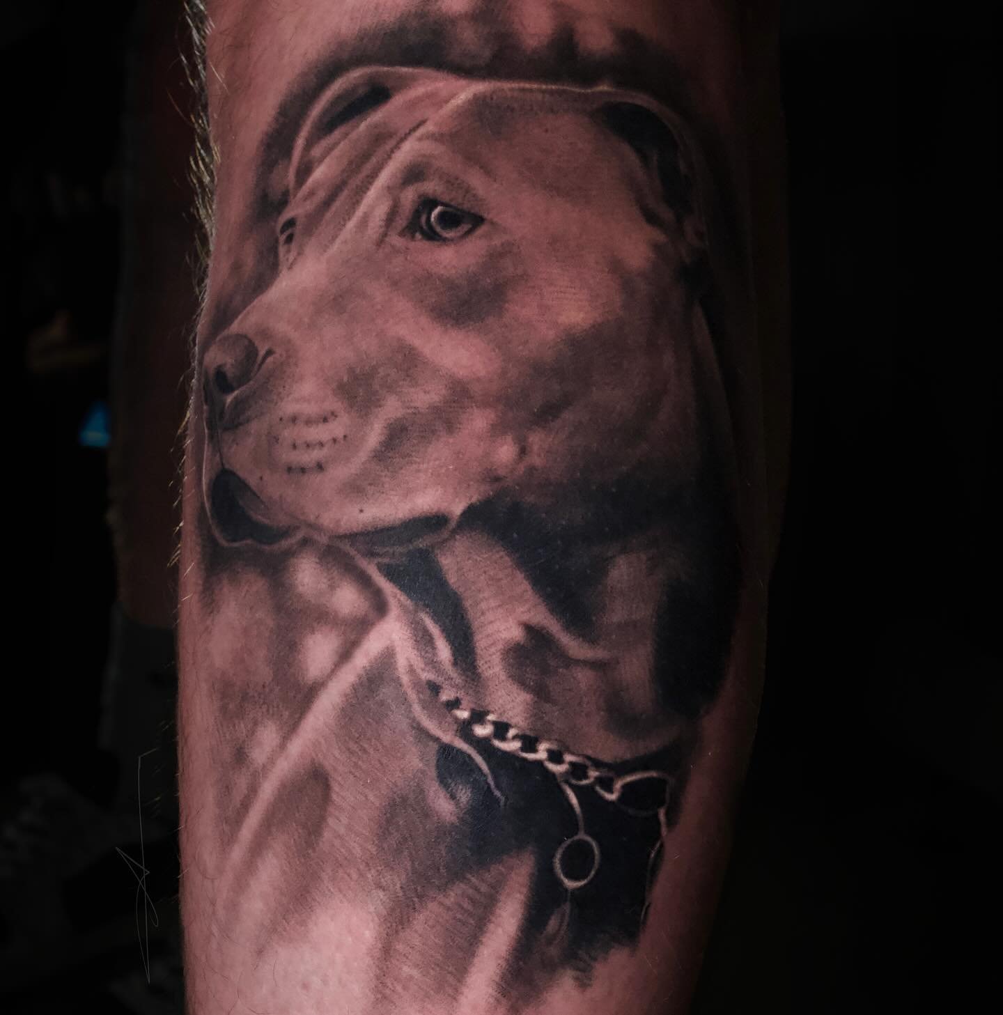 Fun portrait on @djdannyv_ . Fully healed . Thanks for the trust brotha . 🐶

For appointments please Email or visit :

AMCREATIVEINC.COM 

.
.
.
.
.
.

#dog #portrait #tattoos #tats #rip #animals