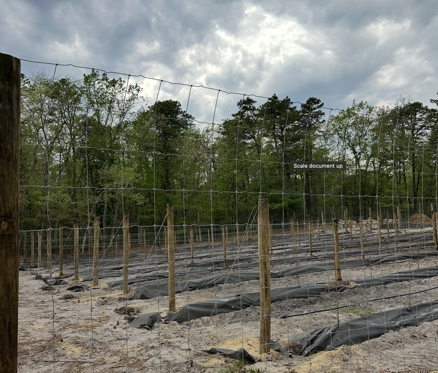 Vineyard Design and Installation by Curated Nature Contractors in Medford NJ