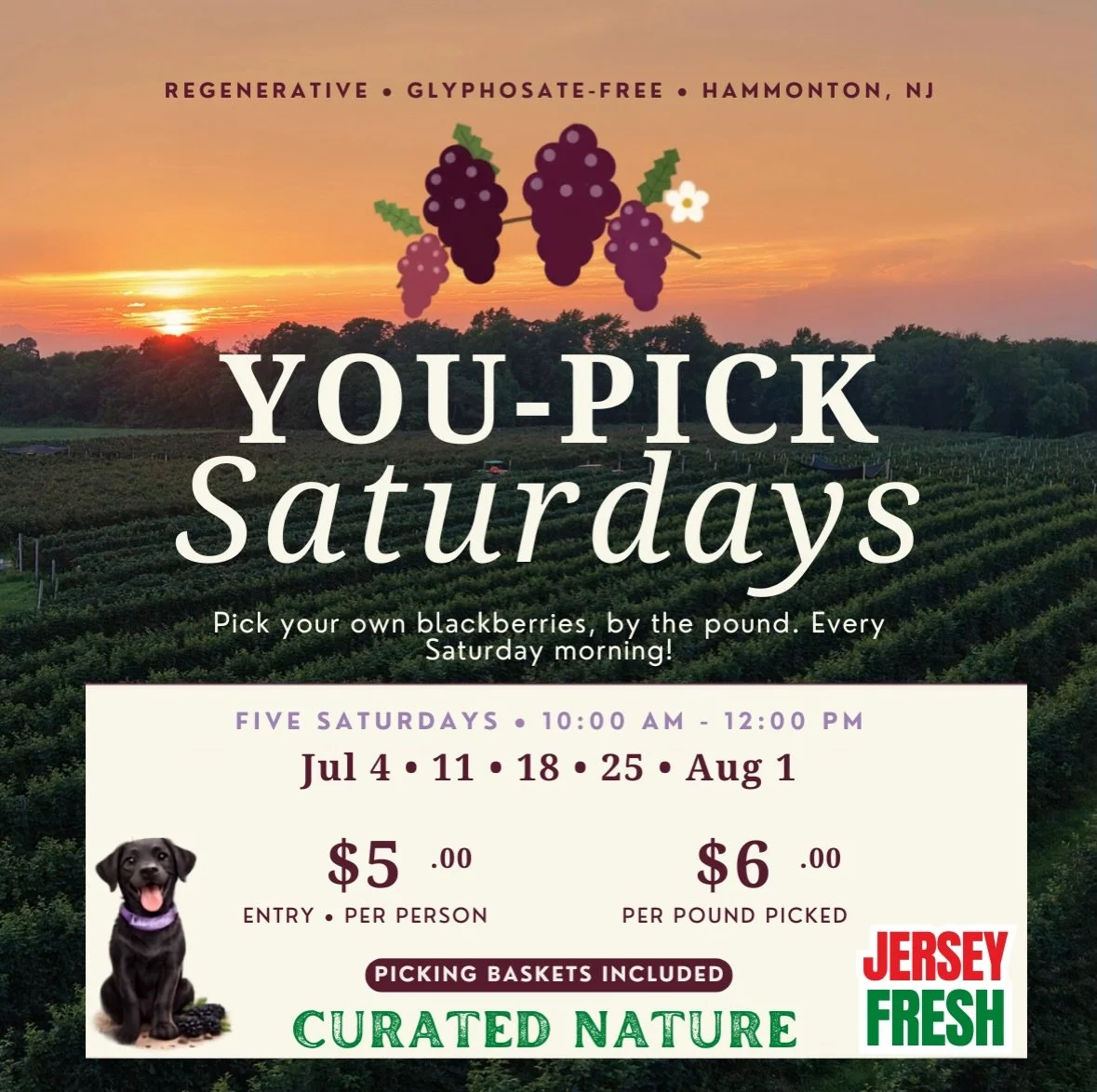 Saturday morning, these rows are yours!

Thousands of blackberries ripening in the Hammonton sun. No herbicides. No machines. Every berry picked by hand.

Today ( Saturday ) you get a chance to pick them yourself! 

🫐 Saturdays &middot; 10 AM&ndash;