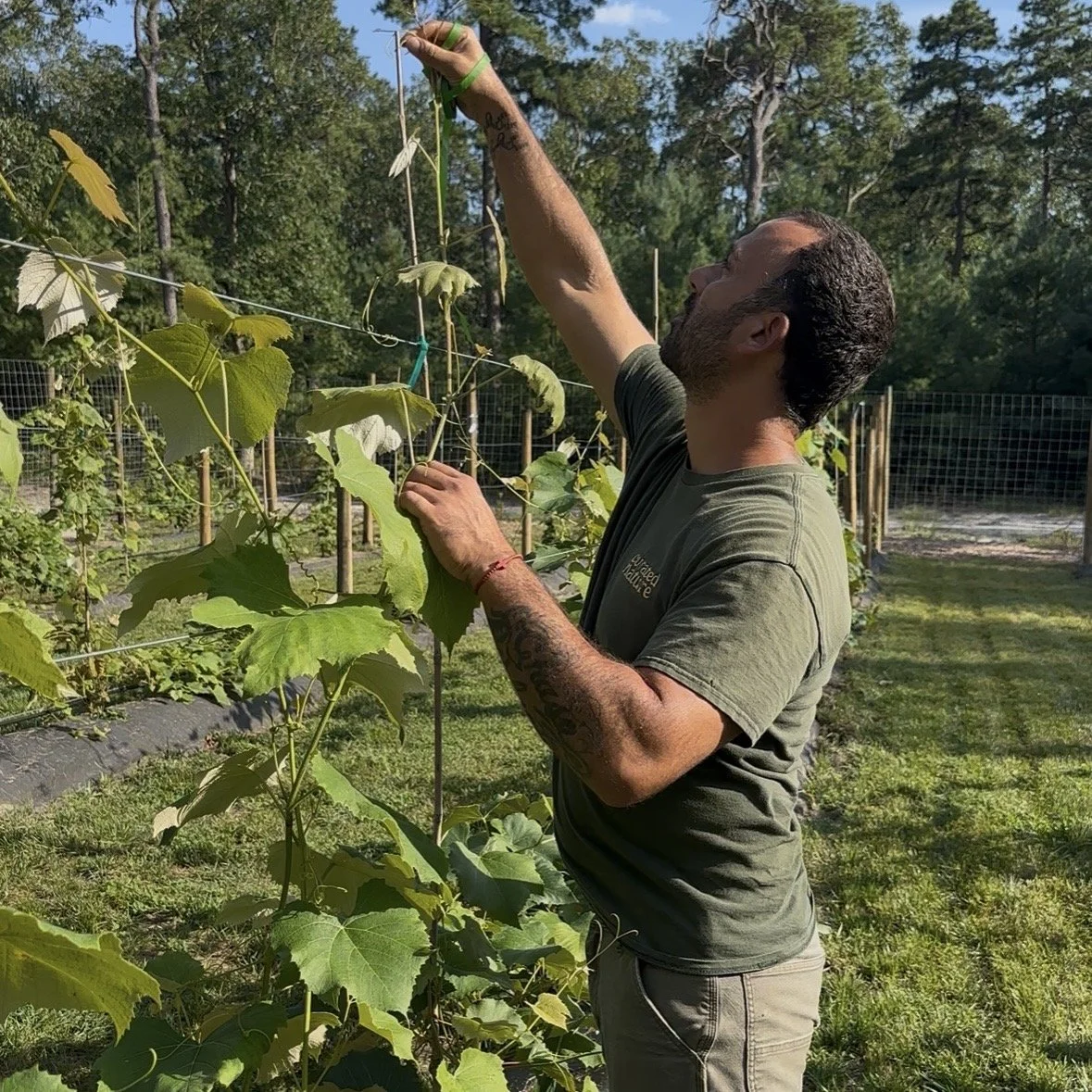 Vineyard trellis and drip irrigation installed by Curated Nature Contractors in medford NJ
