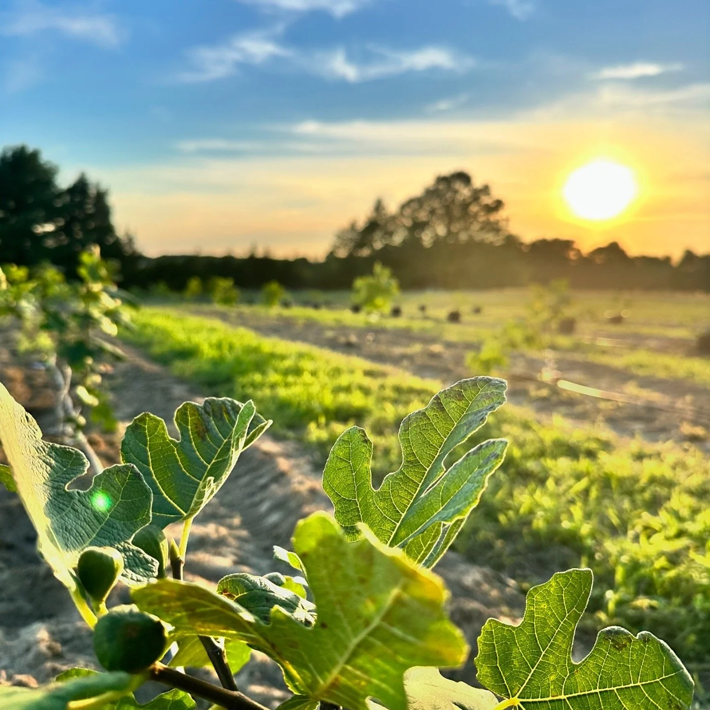 Fig Fruit Orchard and drip irrigation installed by Curated Nature Contractors in Hammonton NJ