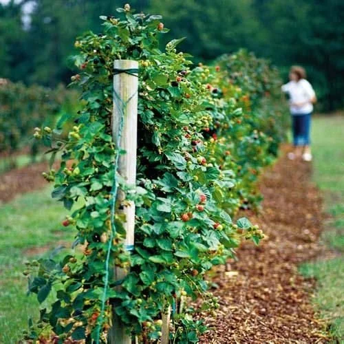 Orchard Vineyard and Garden Installation