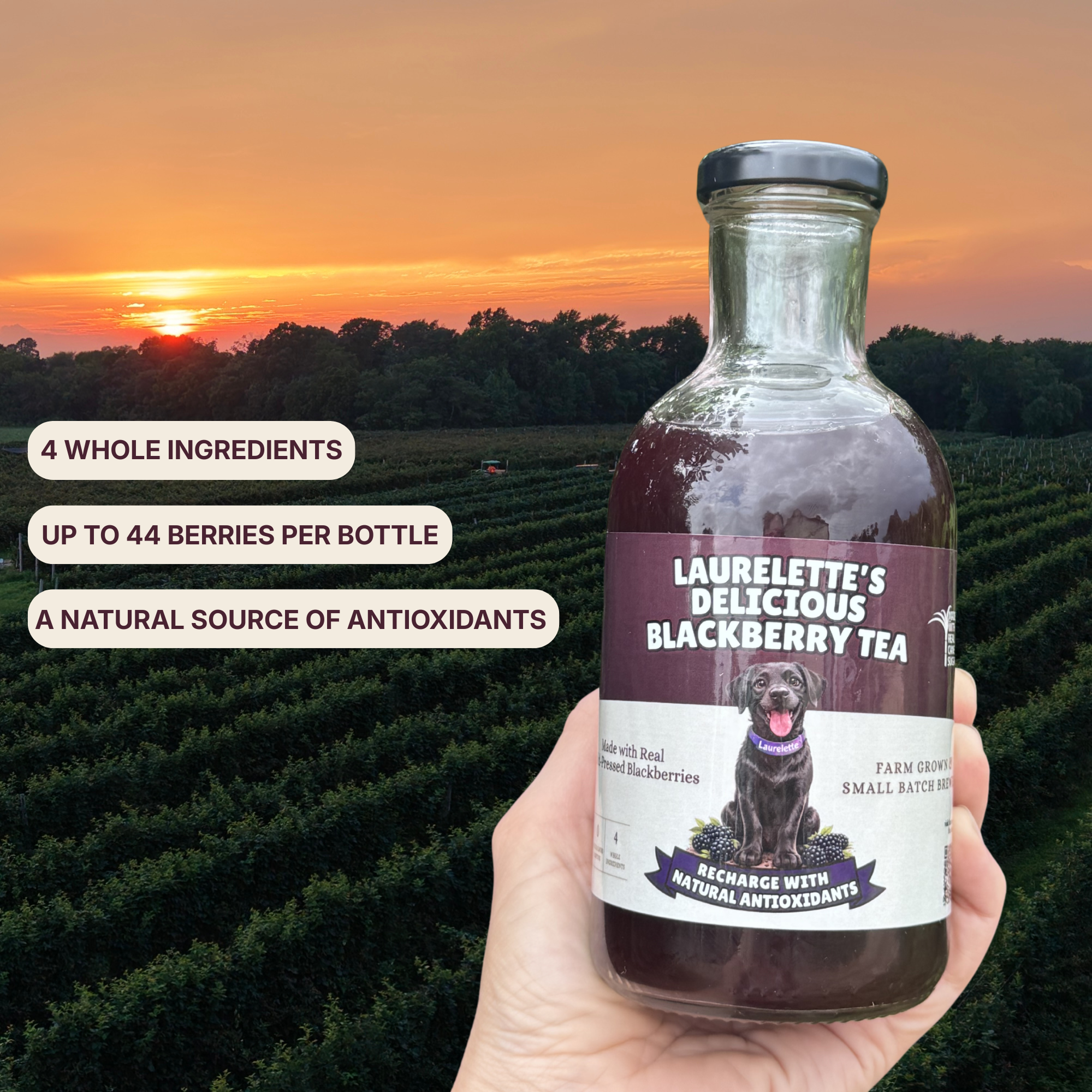 LAURELETTE'S DELICIOUS BLACKBERRY TEA (12 Pack)