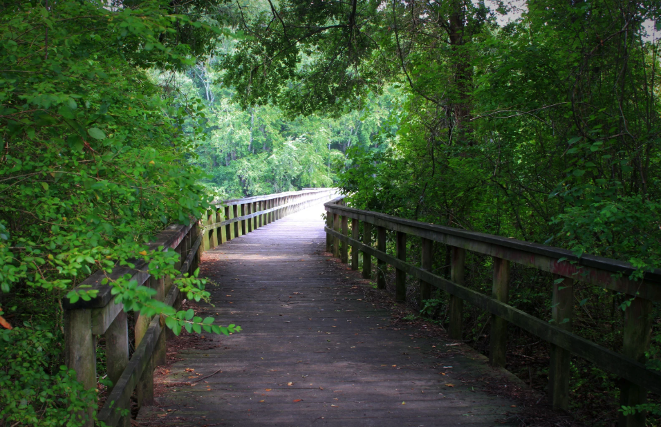 A wooden pathway through a lush green forest with trees and bushes on both sides.
