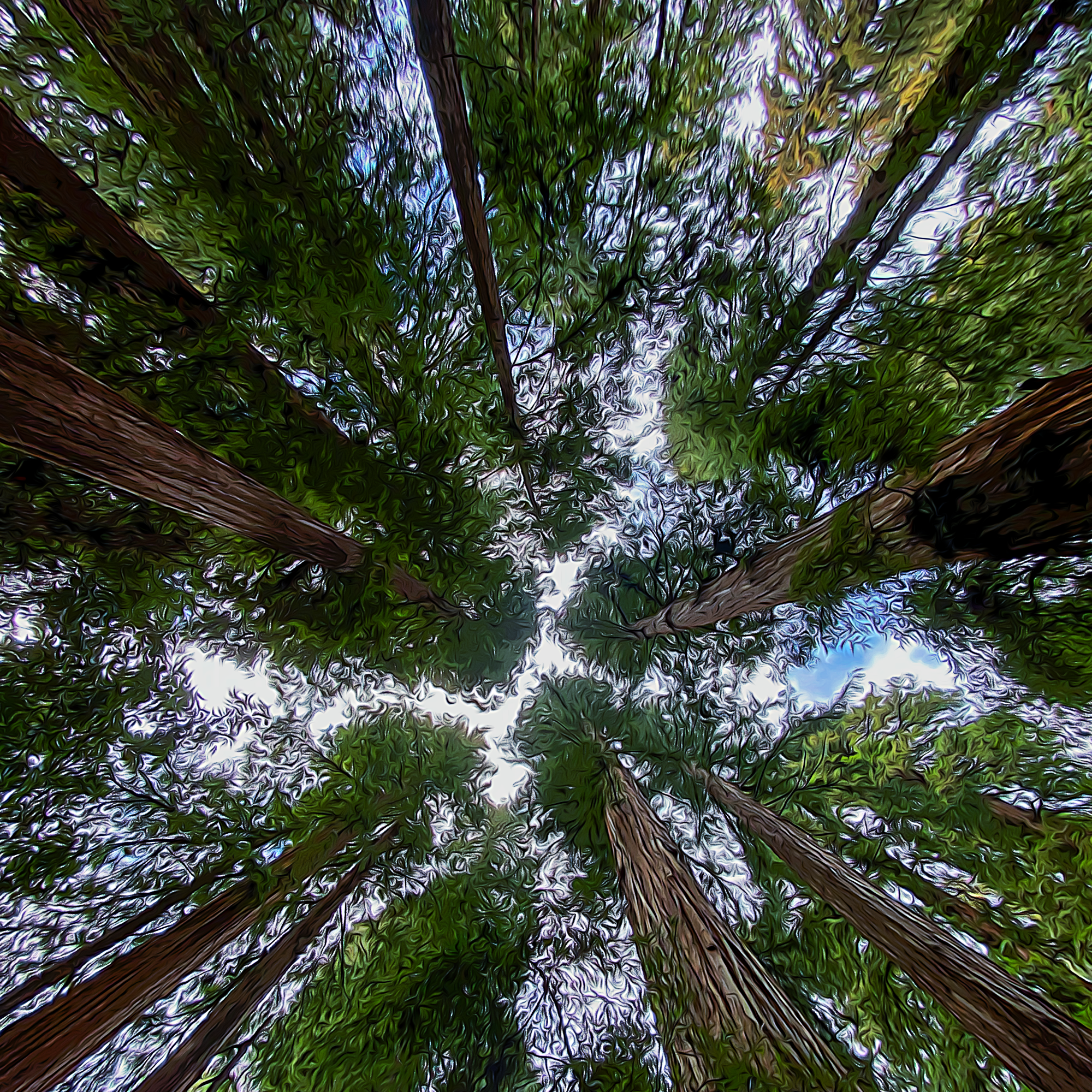 Redwoods (March 2024)