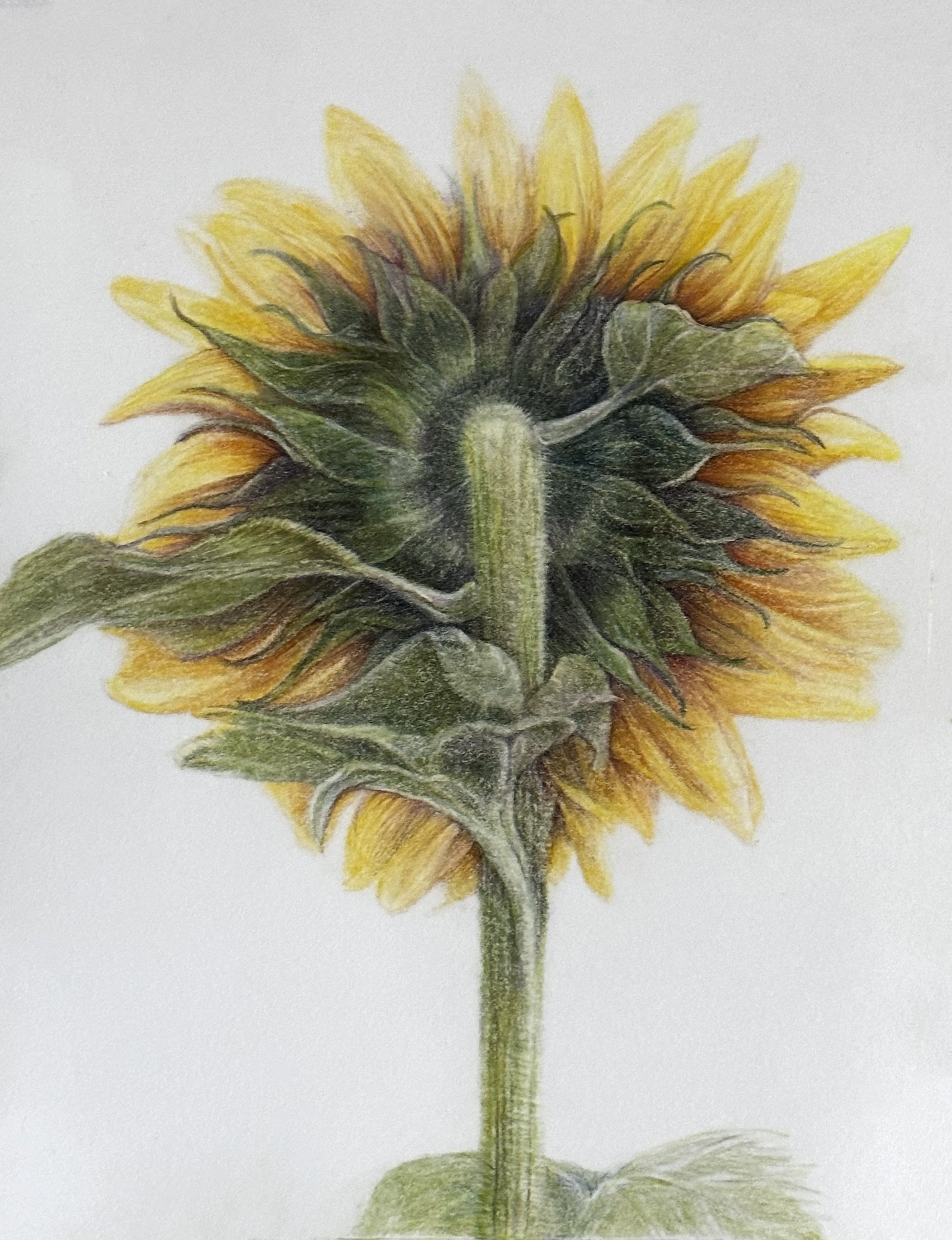 Sunflower back.jpg