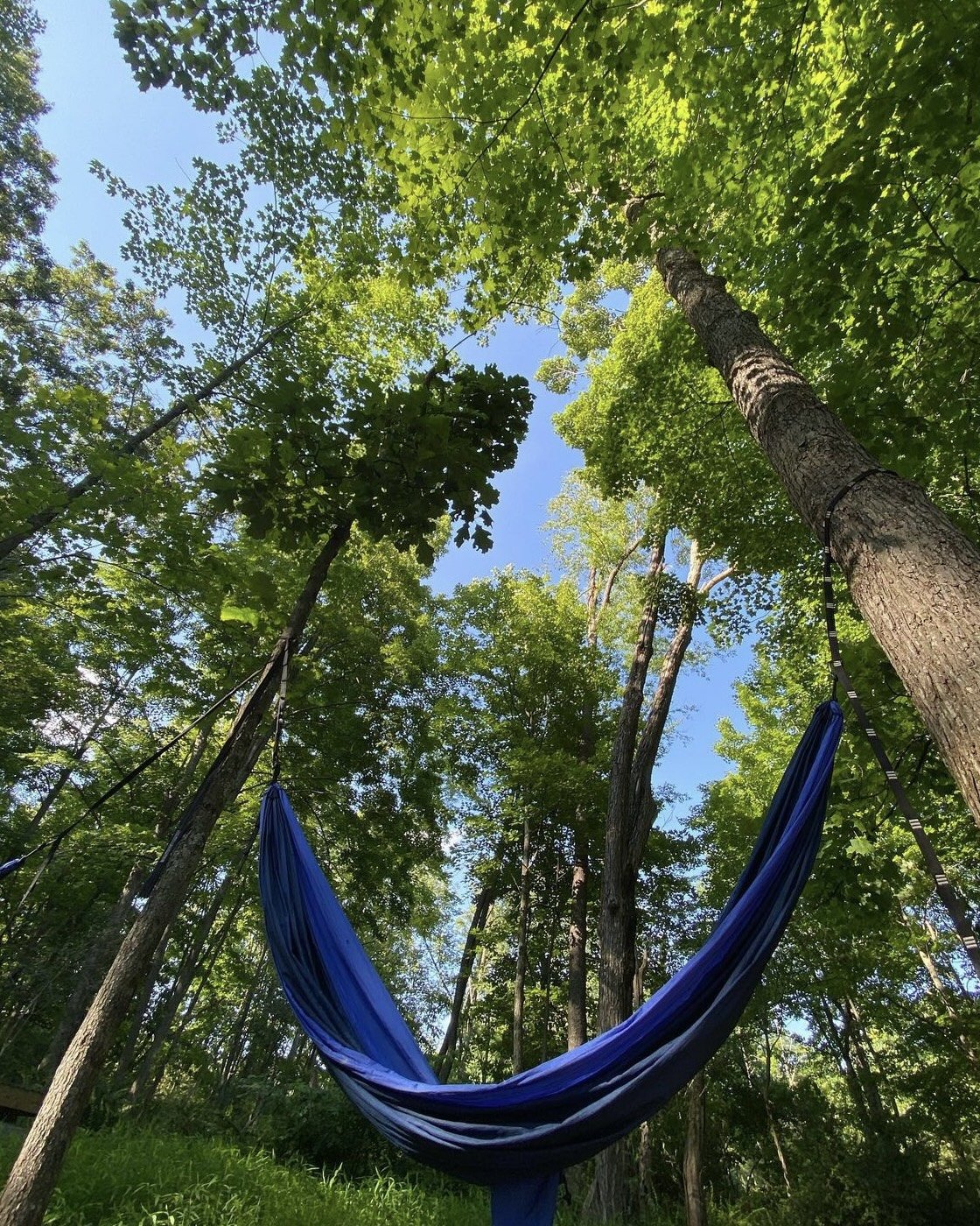 forest-hammock-sky.jpg
