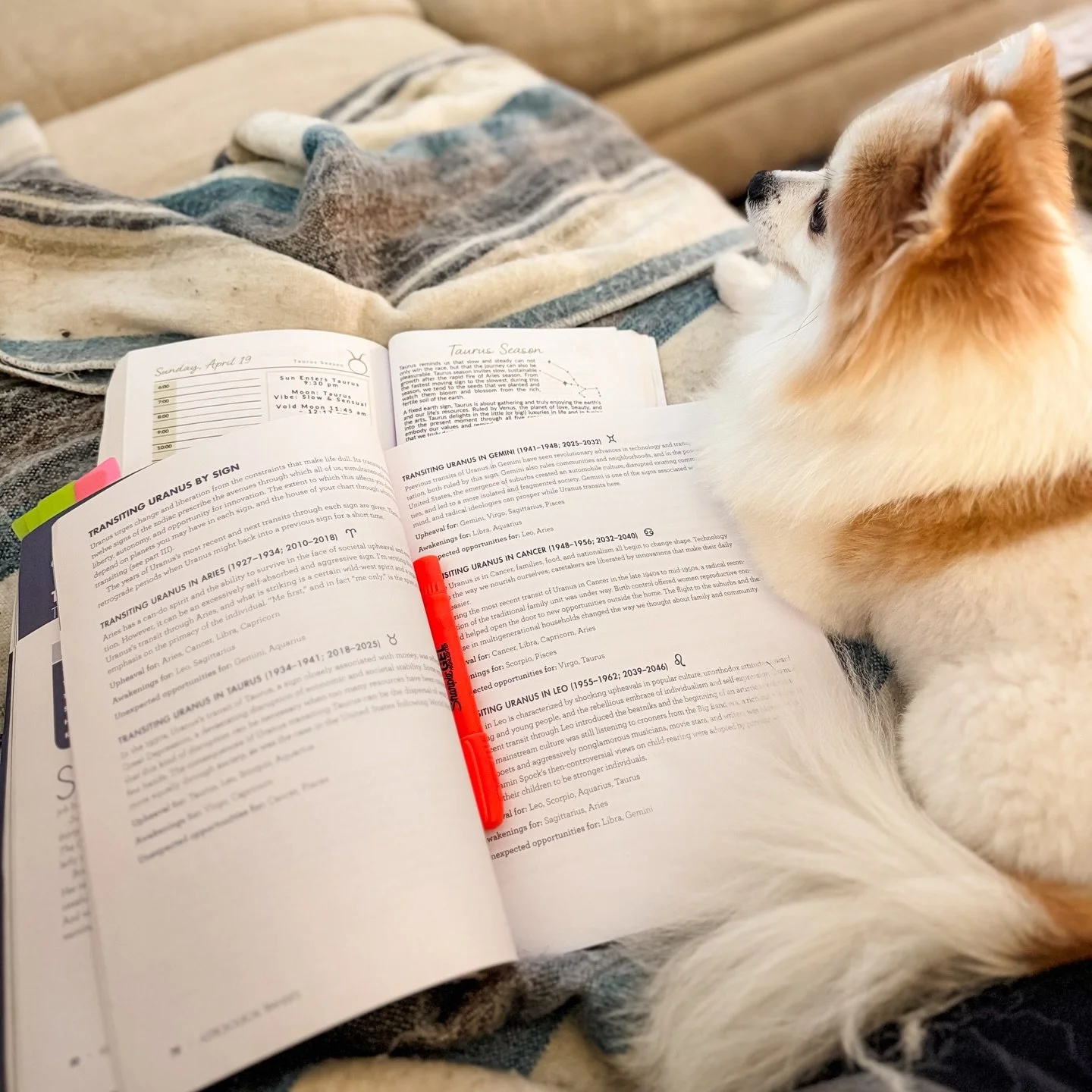 Taurus Astro Flow prep with my assistant 🐾 Today is a perfect example of why I created the Radiance Planner. I have a full week coming up with two events and a trip to Chicago. After my rituals this morning, I looked at the astrology for the week ah