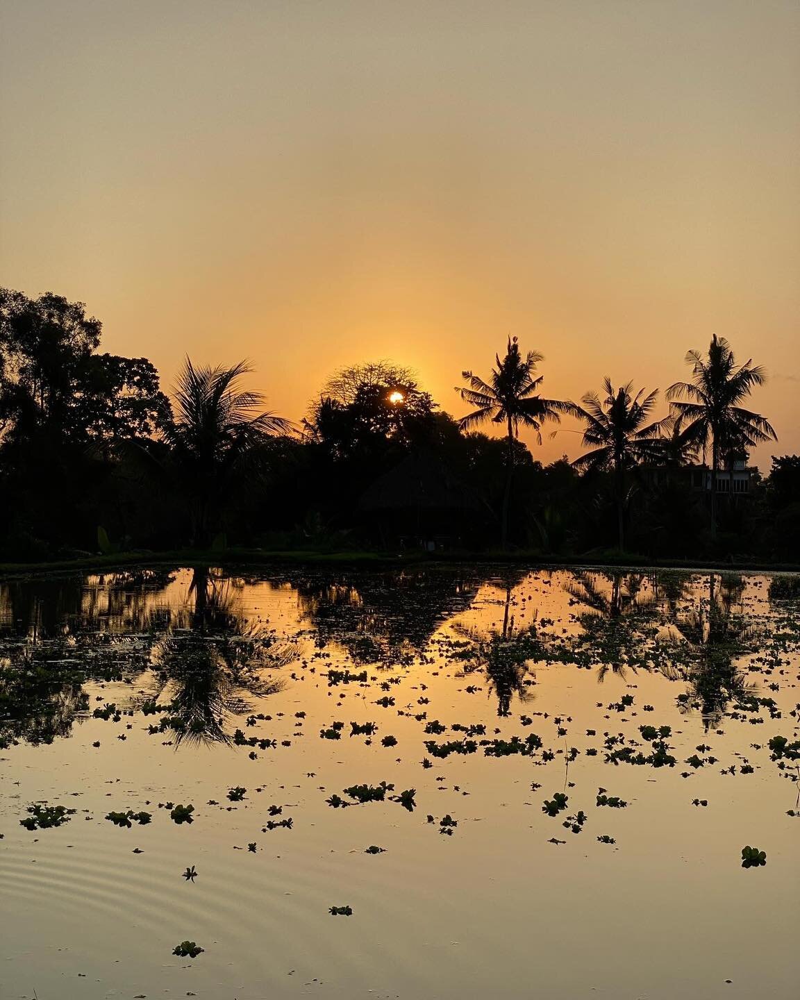Water-soaked rice fields between harvests make those sunset pictures even more stunning! ✨🌅

📸 clicksandpicsbyrares
Tag #ubudhood to be featured
🌴 Check out more of our official recs on our website (link in bio).