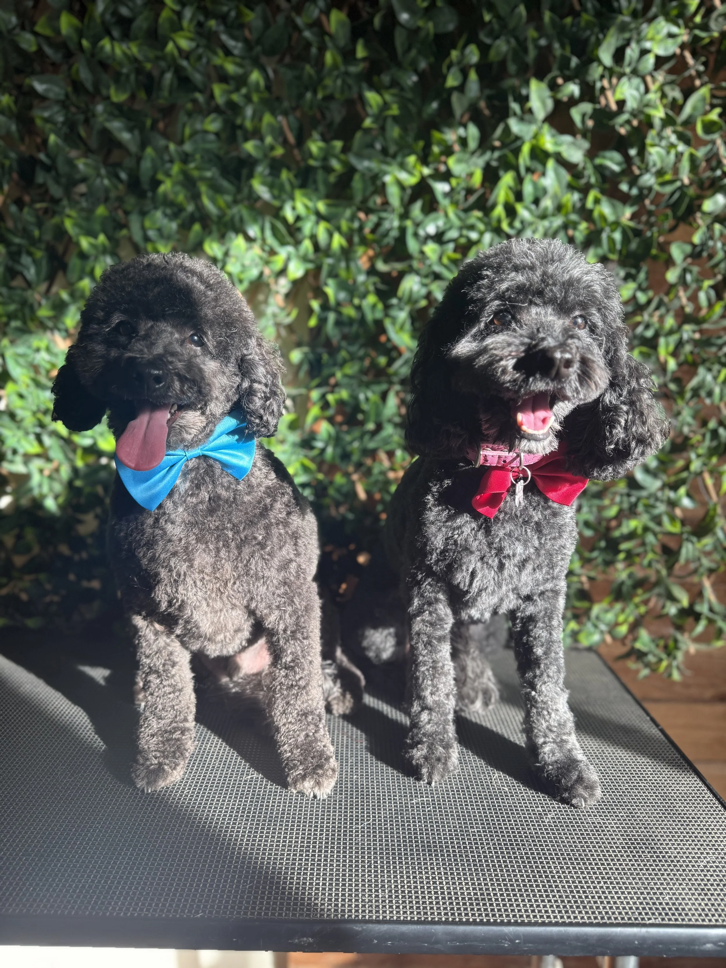 Experienced & Caring Groomers