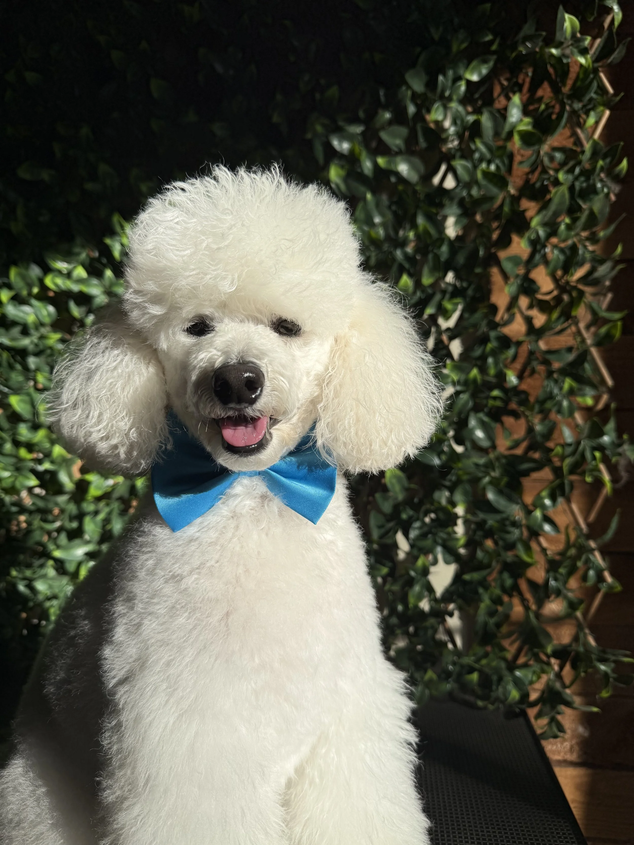 Professional Grooming Tailored to Your Dog