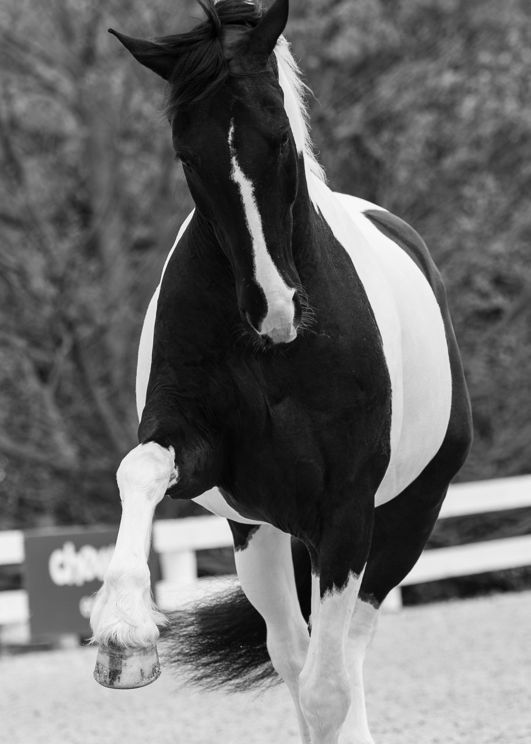 0G5A7081_4MP_ADL Photography_Crop_BW.jpg