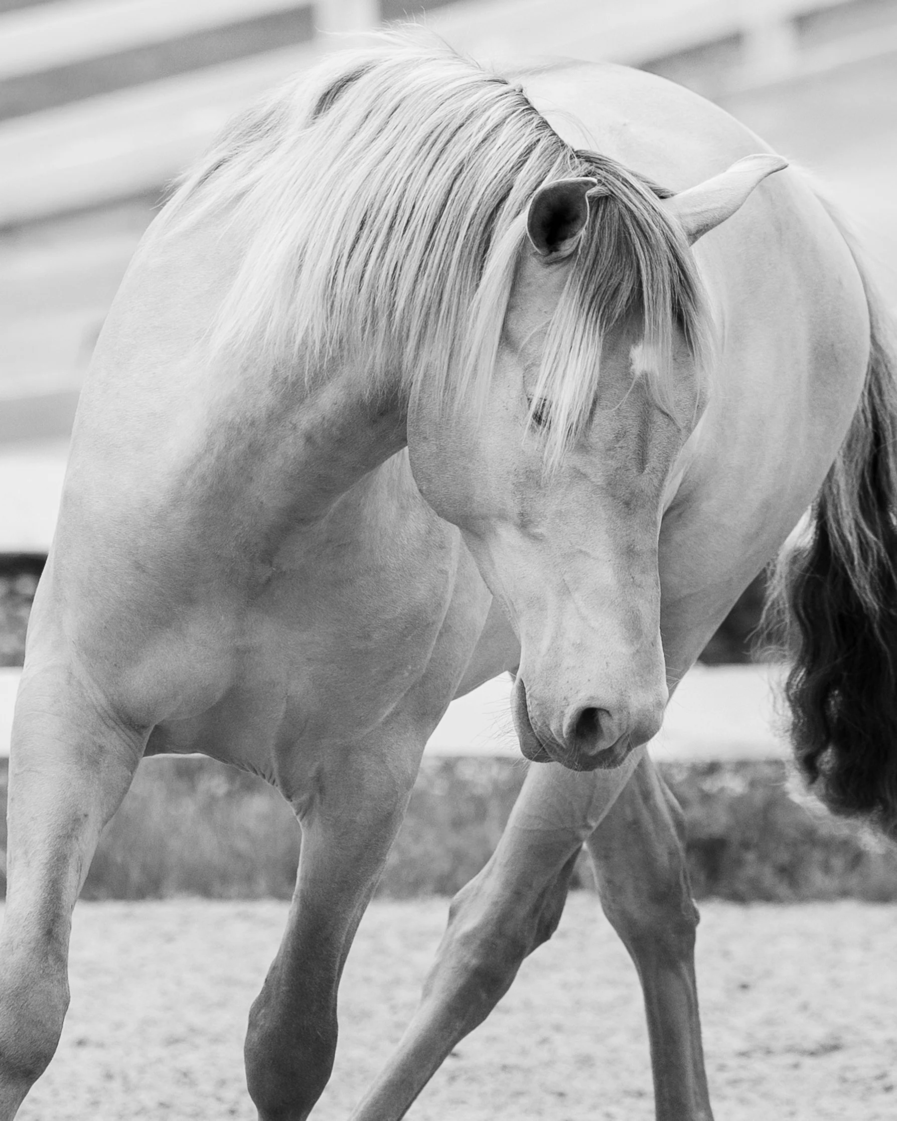 0G5A6545_4MP_ADL Photography__Crop_BW.jpg