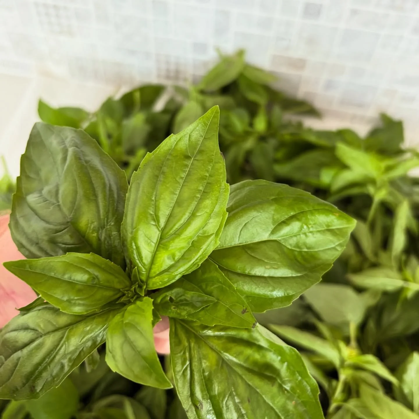 Fresh-picked always - our giant, organic basil is grown in the rich Redlands soil and has the most amazing aroma 🤌 🌿

Because Napoli-style pizza deserves nothing less than the highest quality. Flavour you can smell + taste. 
.
Get in touch for even