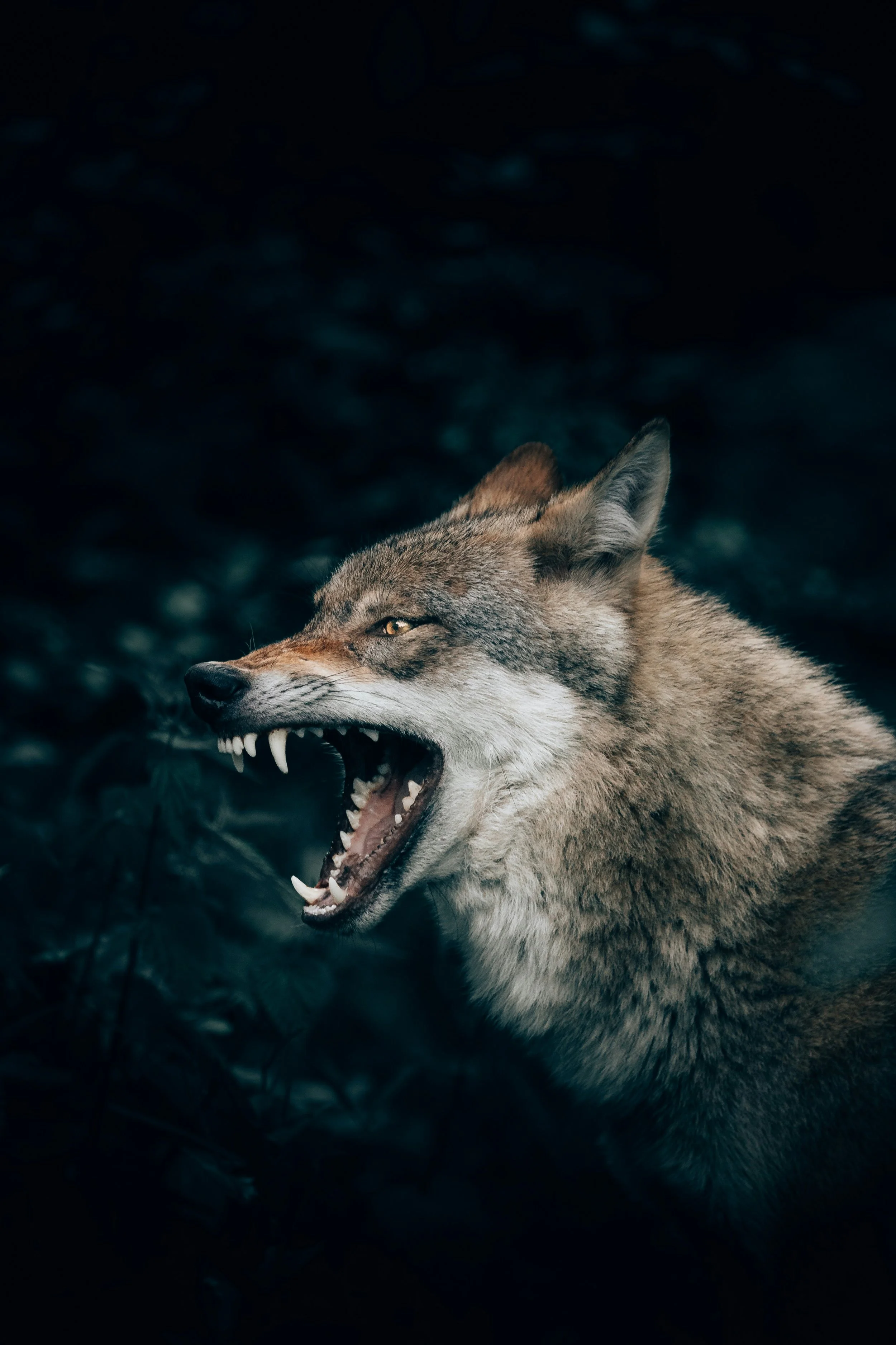Perimenopause: The Ungovernable Force 
