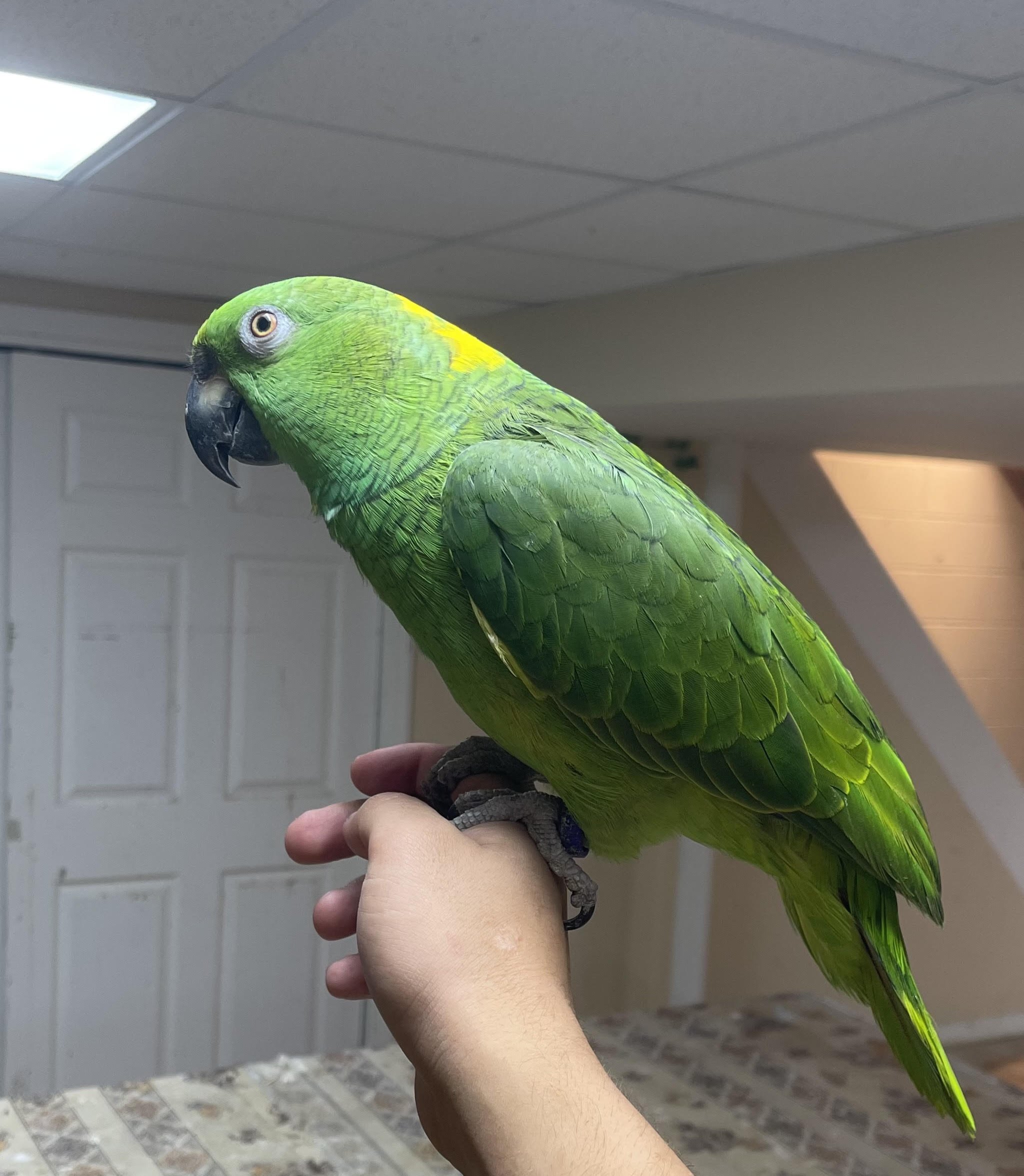 Yellow Nape amazon.jpeg