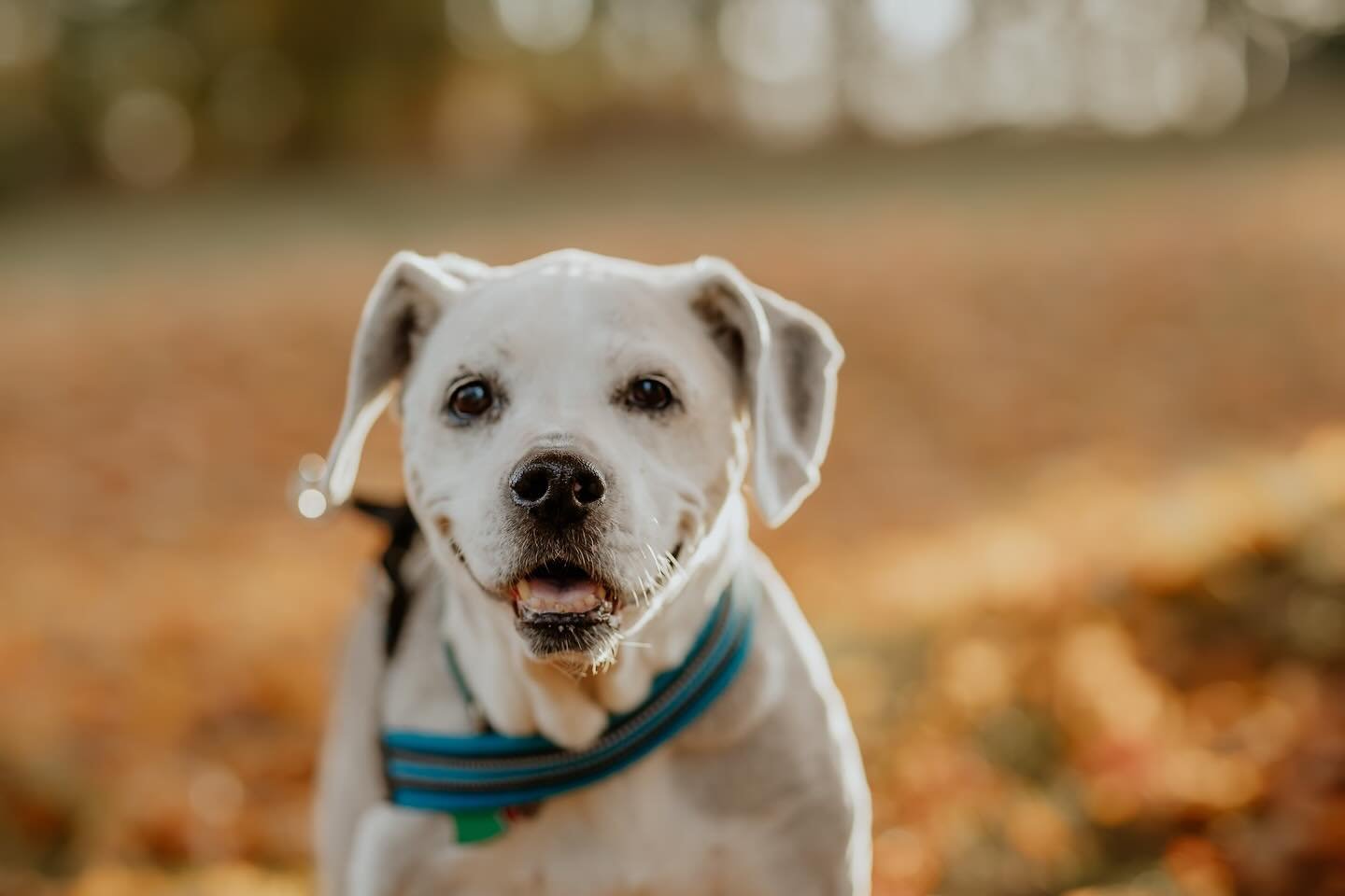 We are honored we had the chance to spend Tuesday morning with sweet Soka and her humans &hearts;️