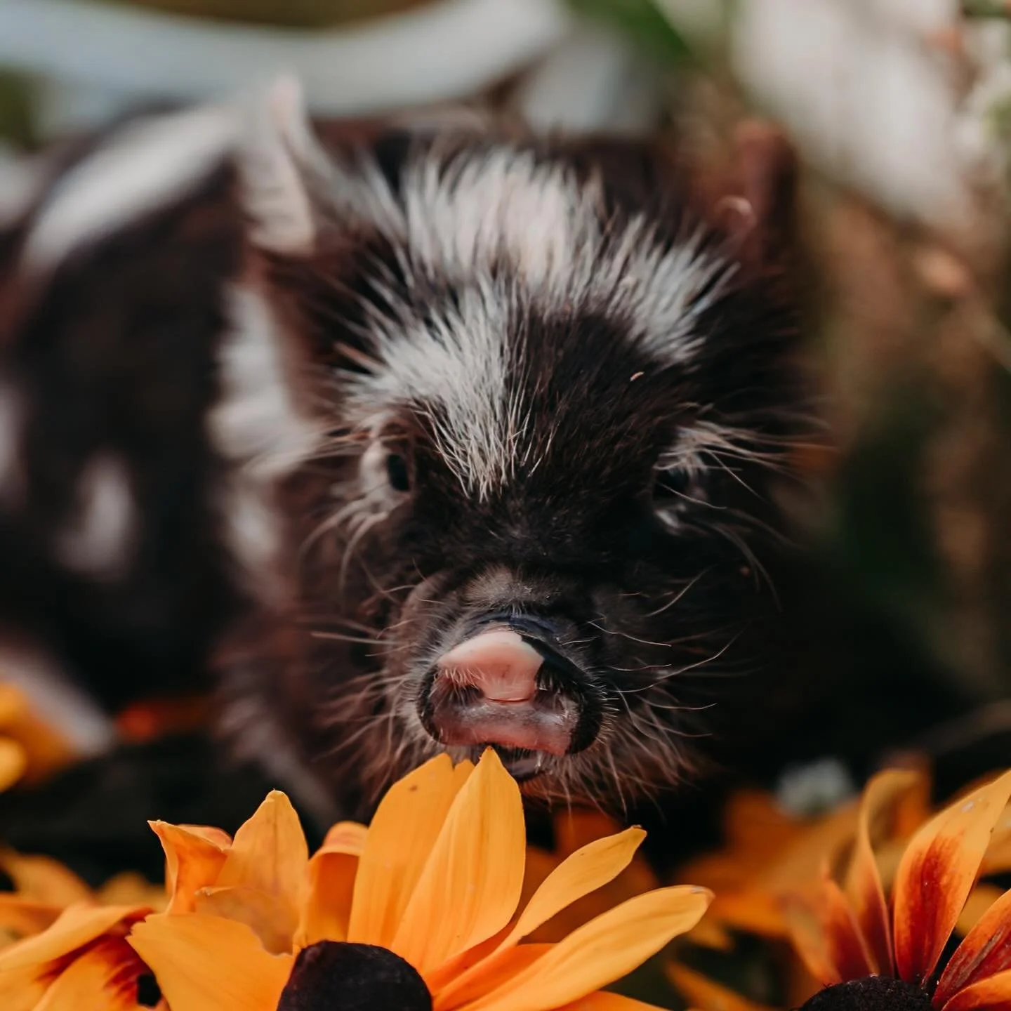 Meet Beets. 🐽🖤🥹
I cannot wait to spend some more time with this little guy and see all the adventures he goes on.