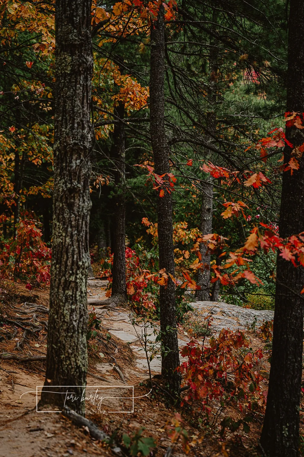 Dead River Falls 2024 - 41.jpg