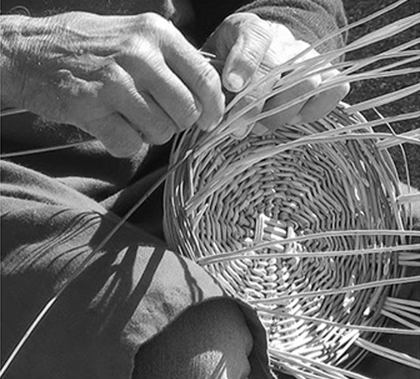 Close-up of a person weaving a wicker basket outdoors, with the focus on their hands and the basket.