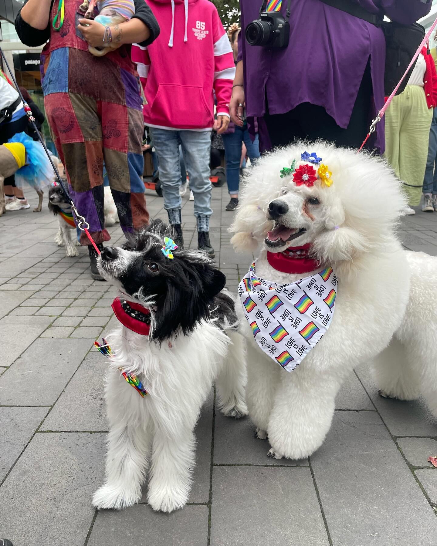 🏳&zwj;🌈 @chchpride is off to a truly excellent start with the @rollickingelato pride dog walk! What a delight and a joy to see so many bright faces and so many good puppies enjoying their ice cream! 

🐶 Thanks everyone who brought their friend alo