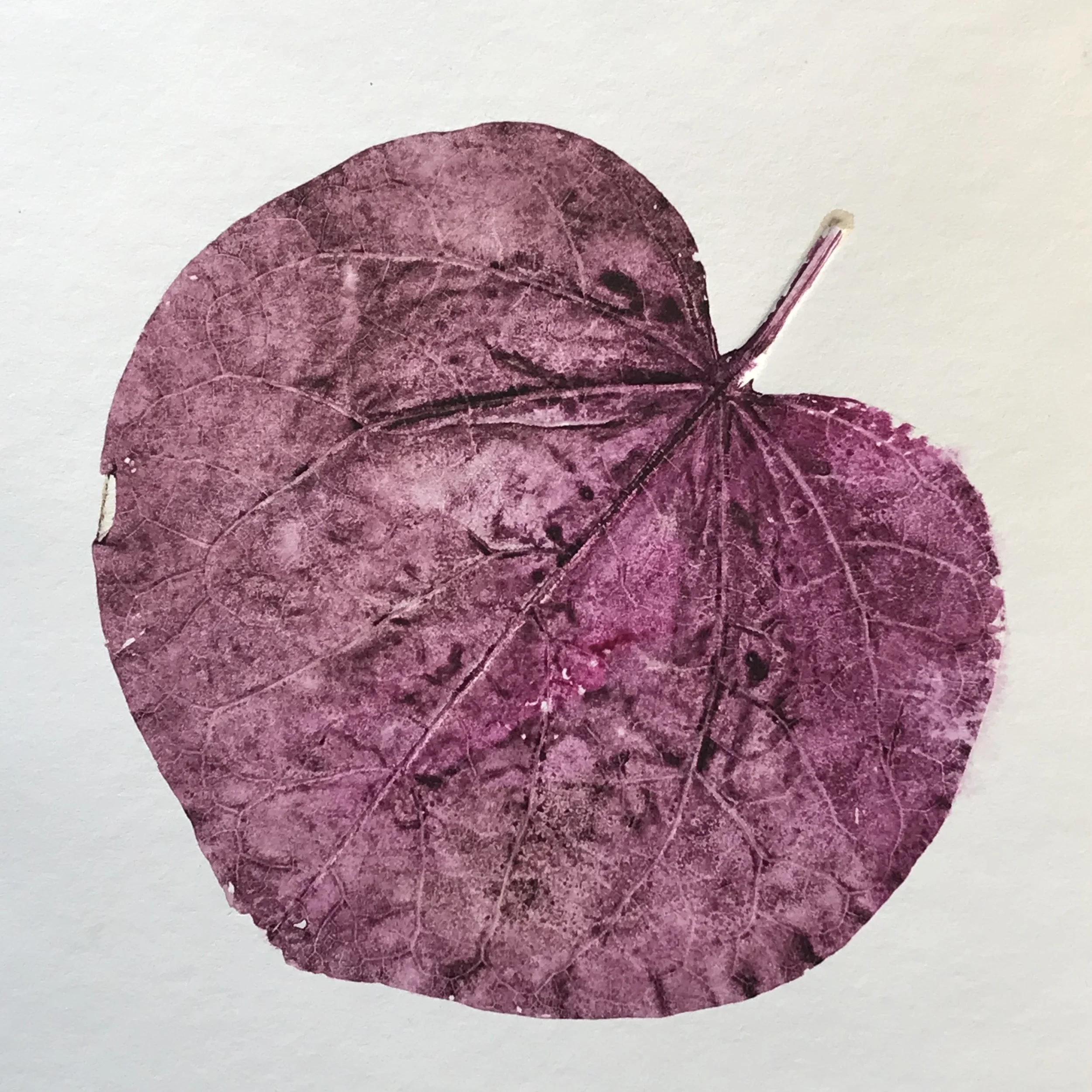Watercolour leaf print