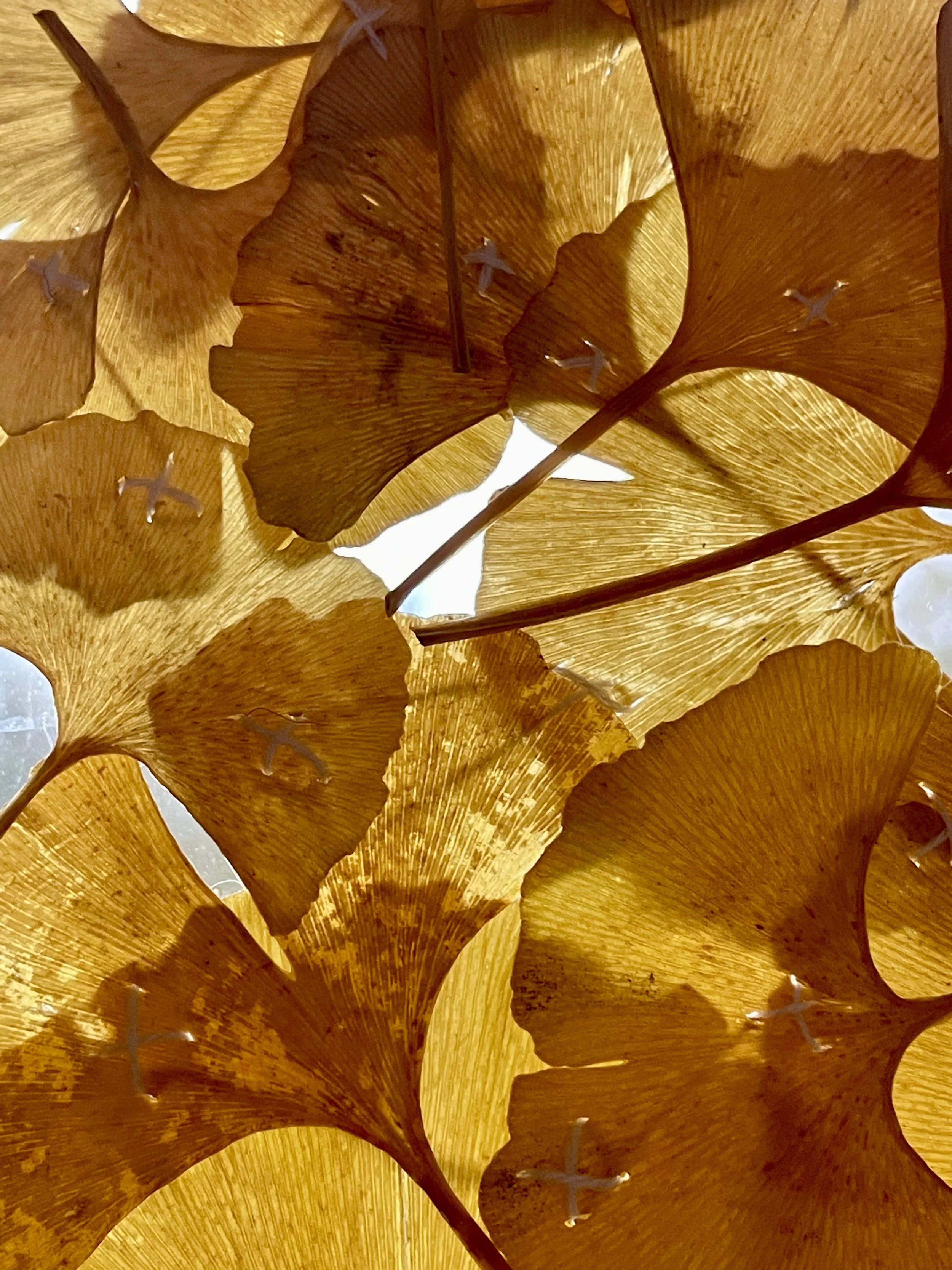 Ginko leaves