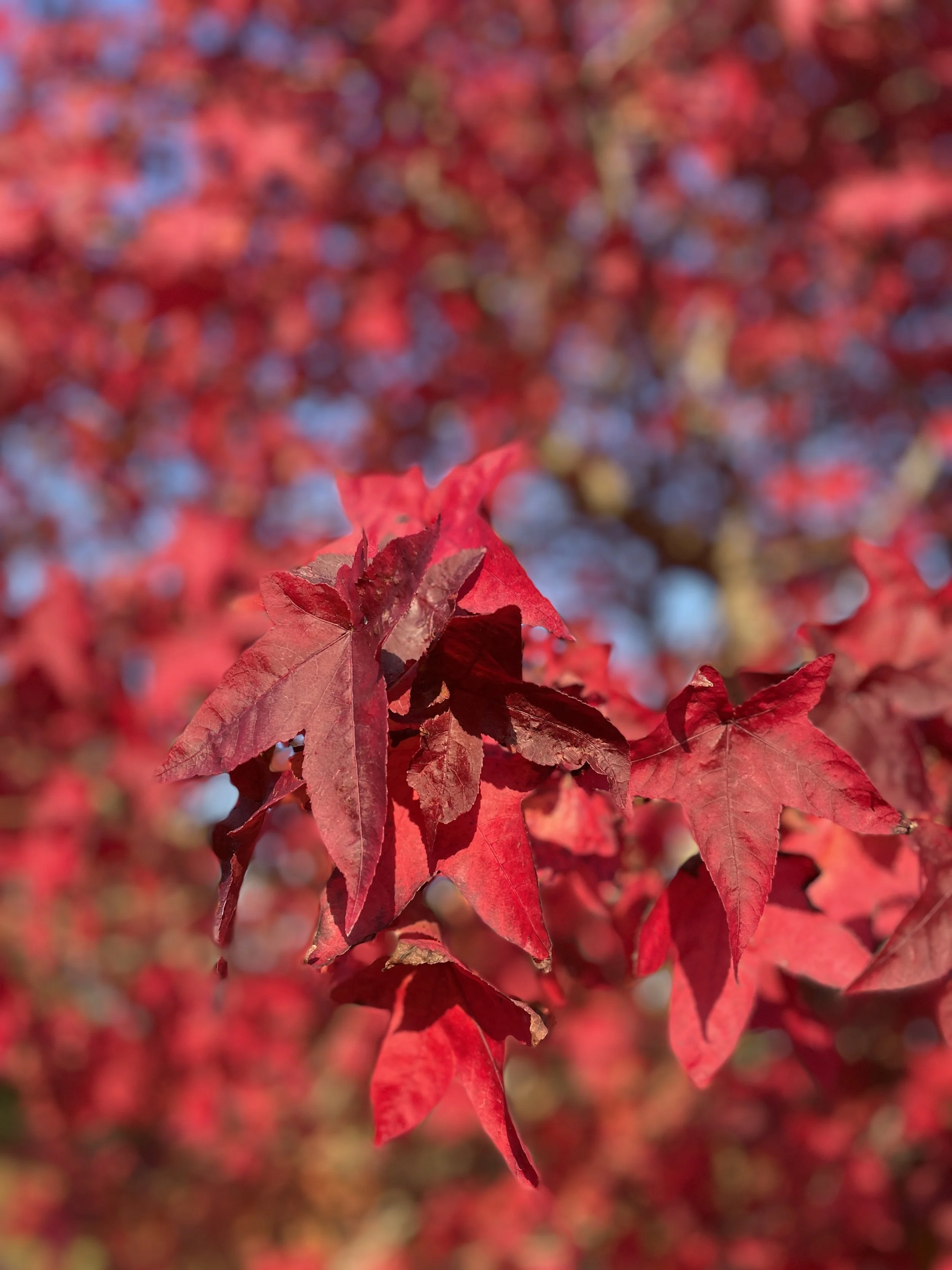 A vibrant red autumnal tree canopy sweet gum/ maple/acer leaves at Bressingham Gardens