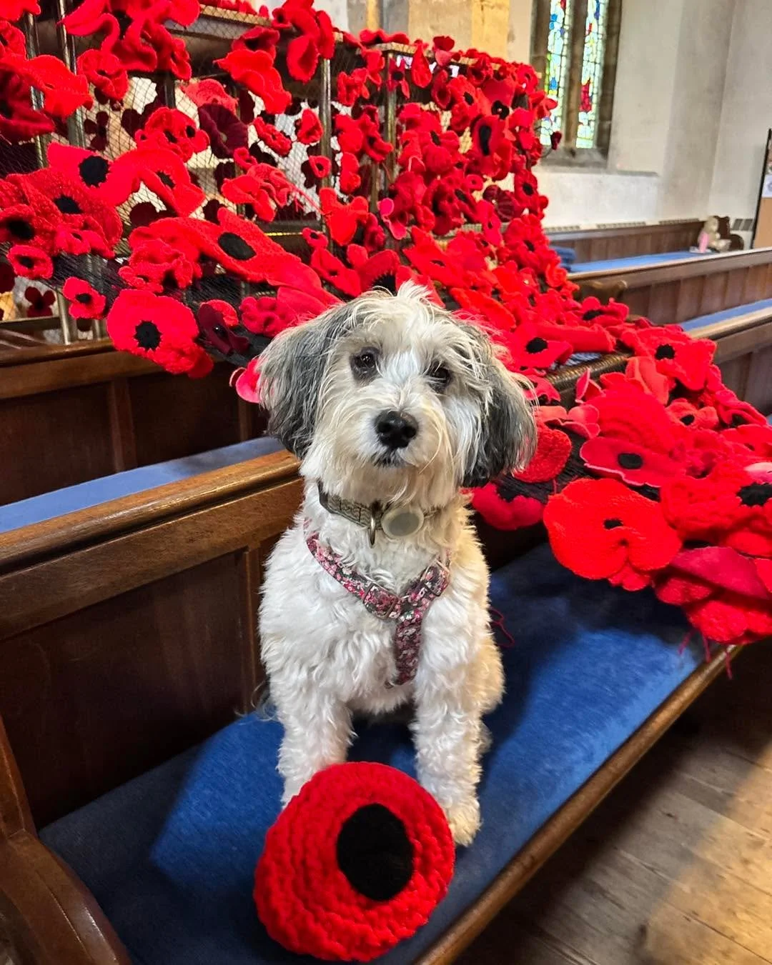 POPPIES

Nearly everyone is lending a hand 🐾 with our poppy installation! 

If you can help us between 2 &amp; 4pm tomorrow (Tuesday), do come along and bring a pair of scissors and a large needle if you have one. We only have 3 more sessions left&h