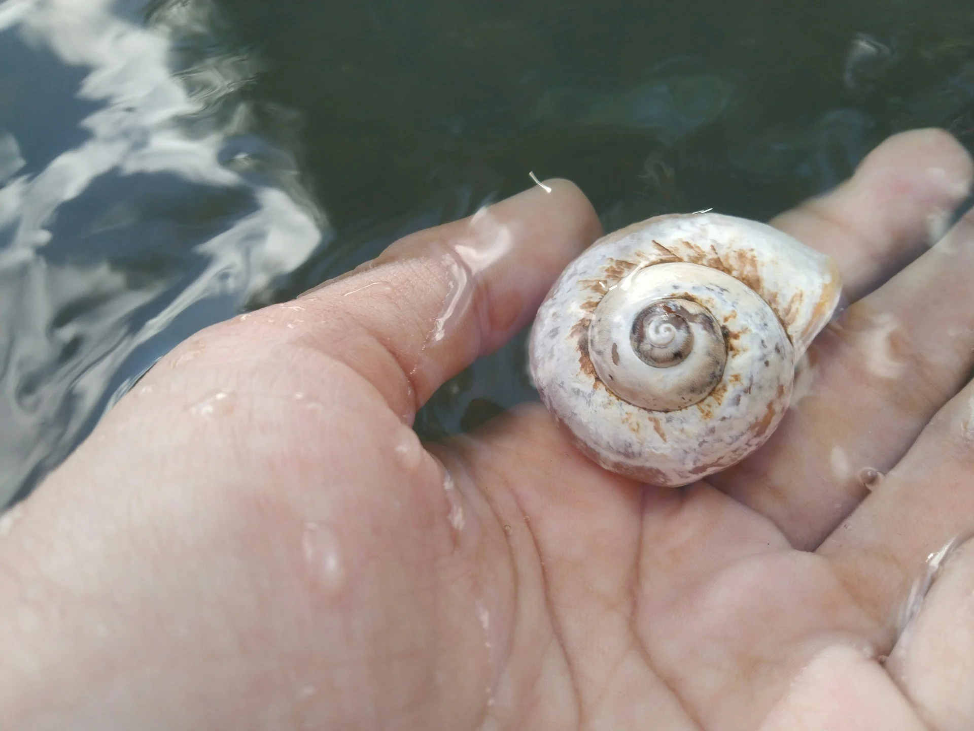Close up photo of an adult-sized hand partially submerged in clean, natural water. The hand is holding a small but perfectly intact seashell with a spiral coil.