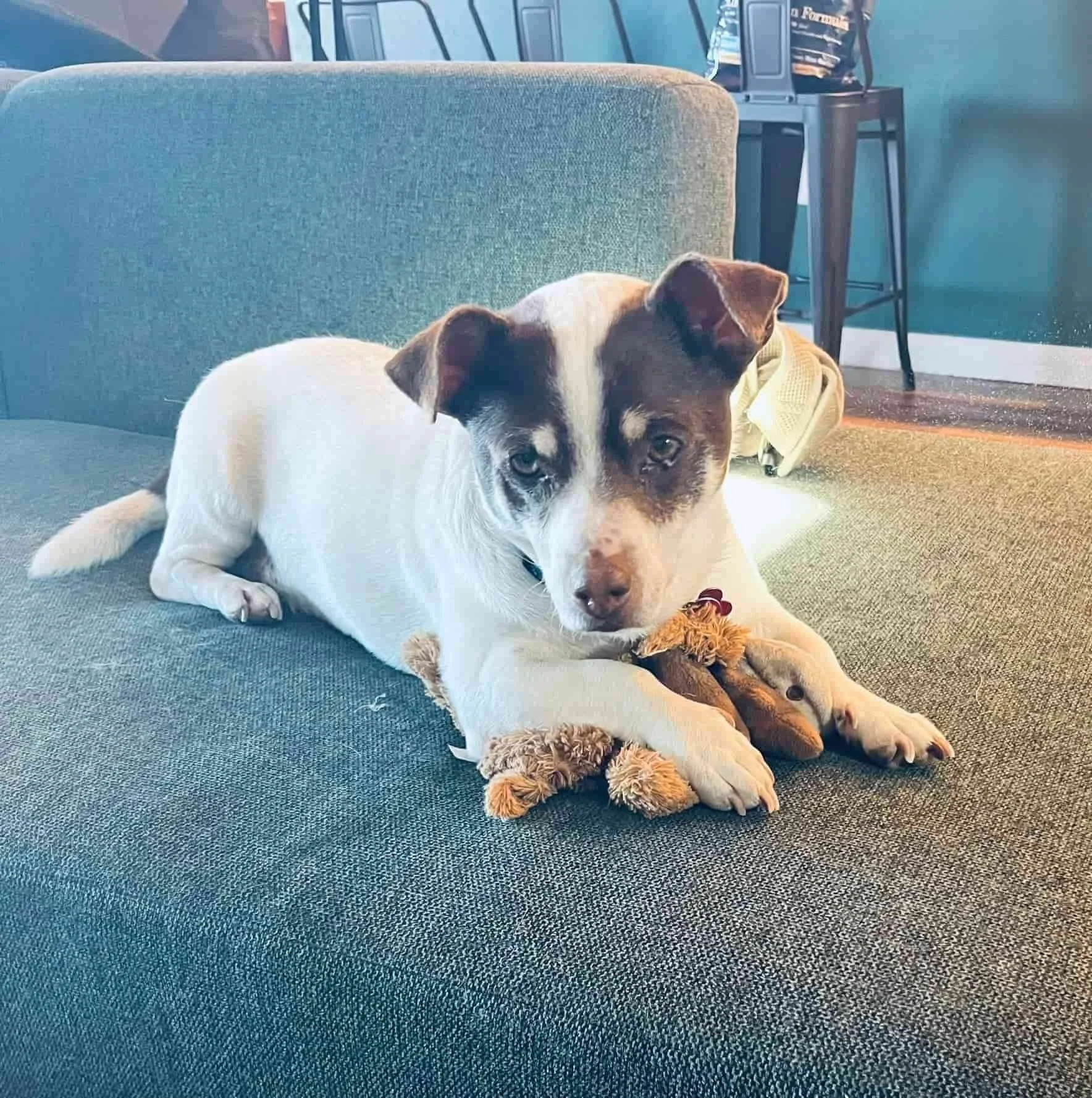 Dog lying on a sofa with a plush toy, looking at the camera in a cozy indoor setting.
