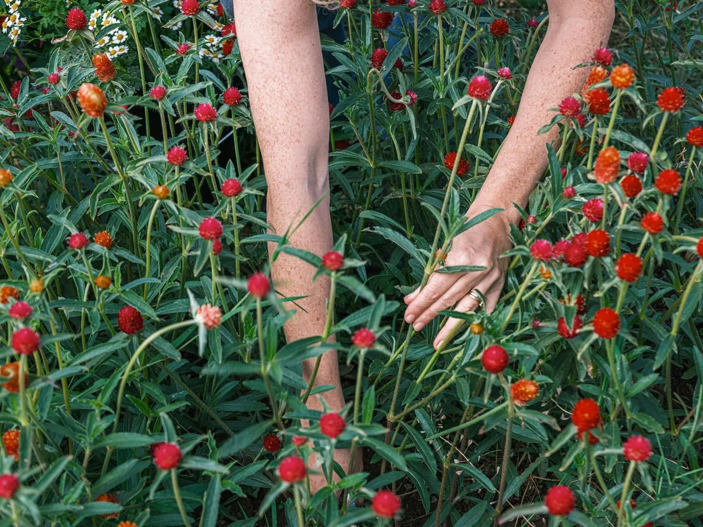 Some more of @the.pollen.project_ for @tamargrowlocal to cheer anyone up who needs it. 

💐

#promotingourproduce #tamarascheme #tamarvalley #flowers