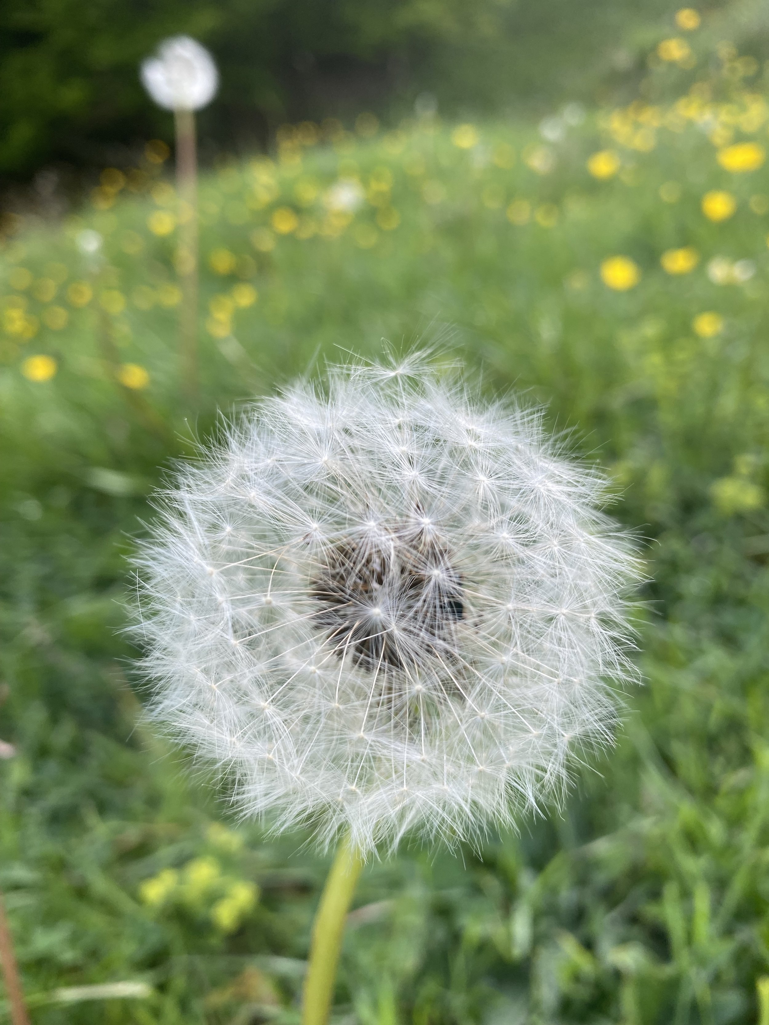 pivotal moment dandelion seeds