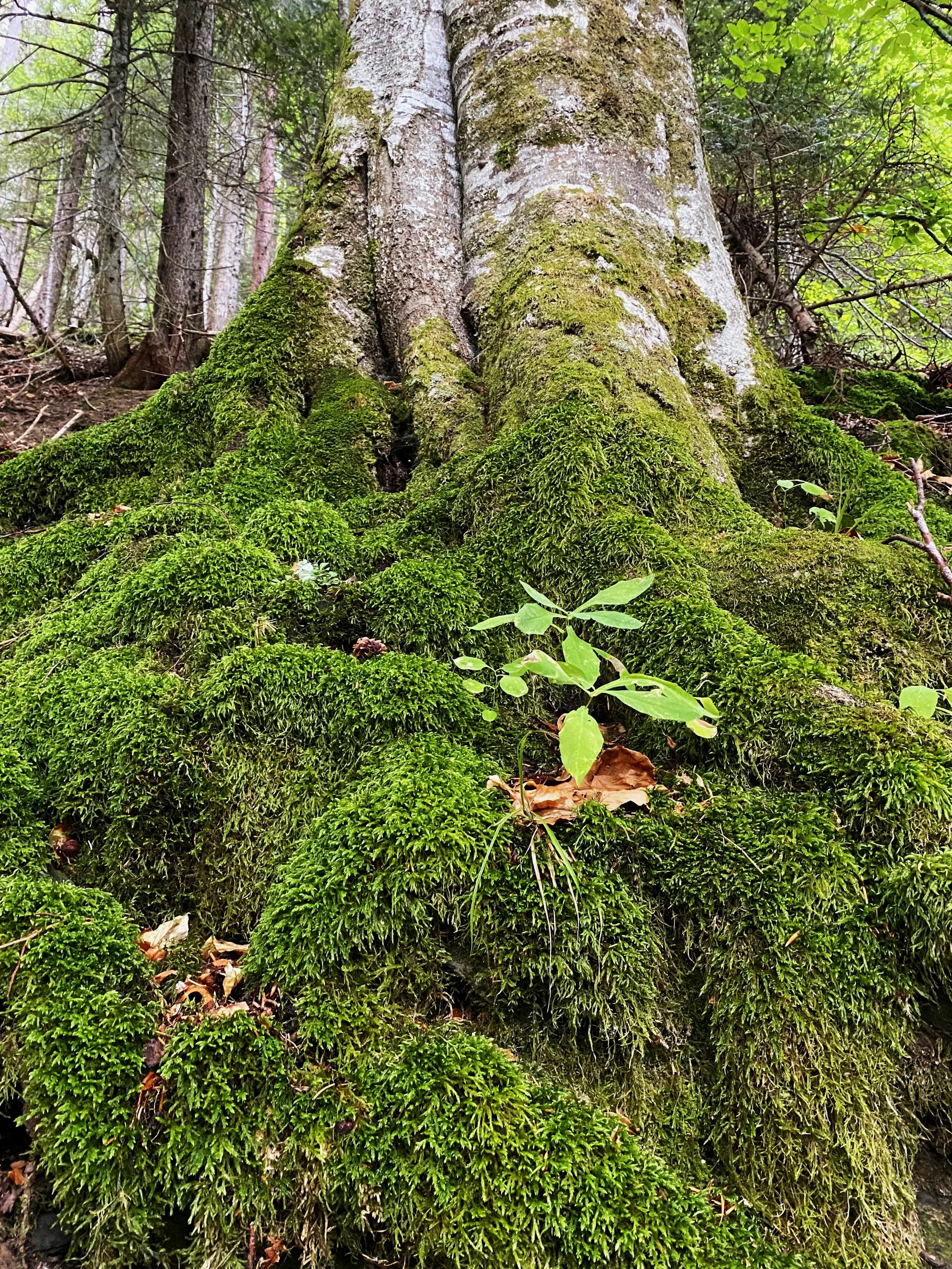 tree roots with moss