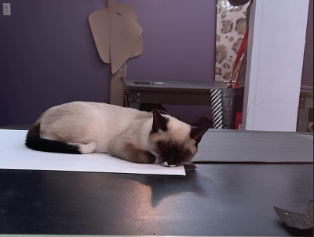 Capture d’écran 2024-03-13 184627.png