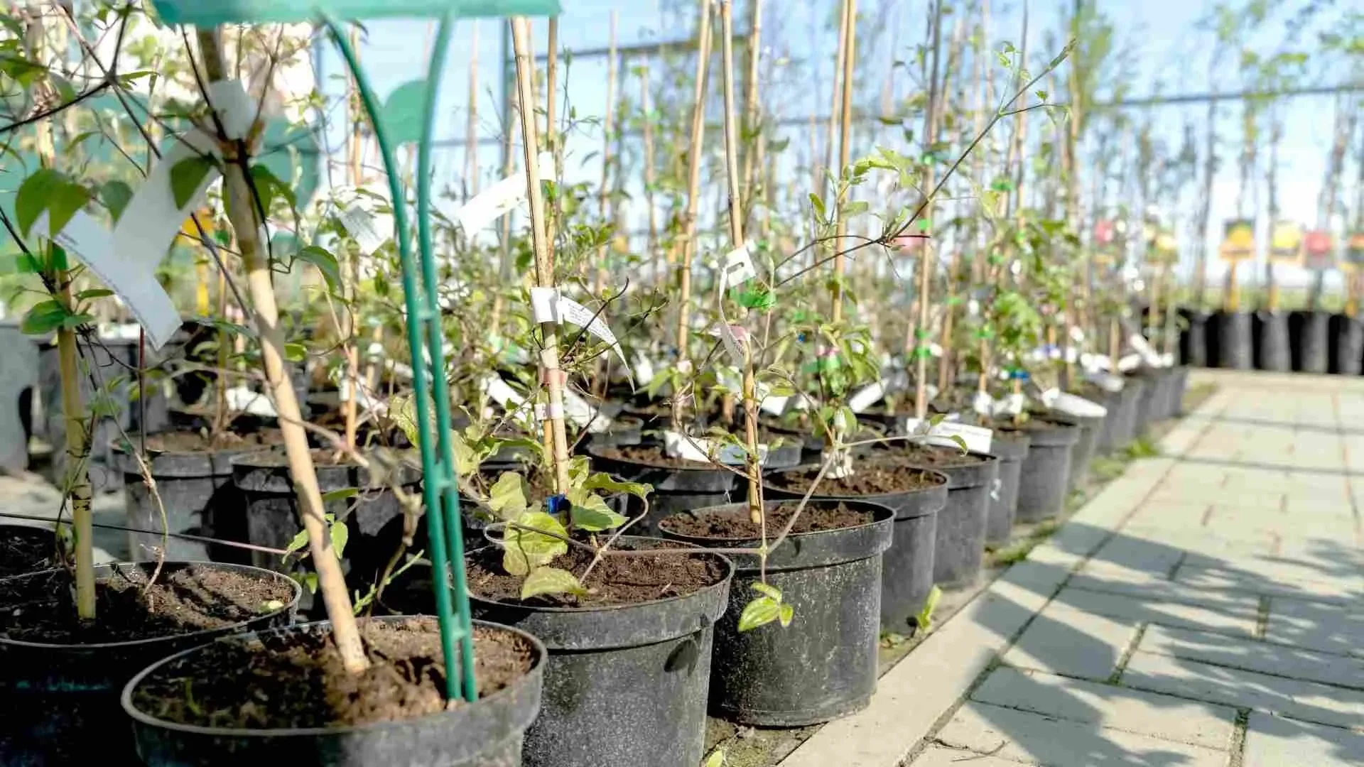 Shipping Trees, Shrubs, and Plants: A Nursery’s Guide to Safe Transport