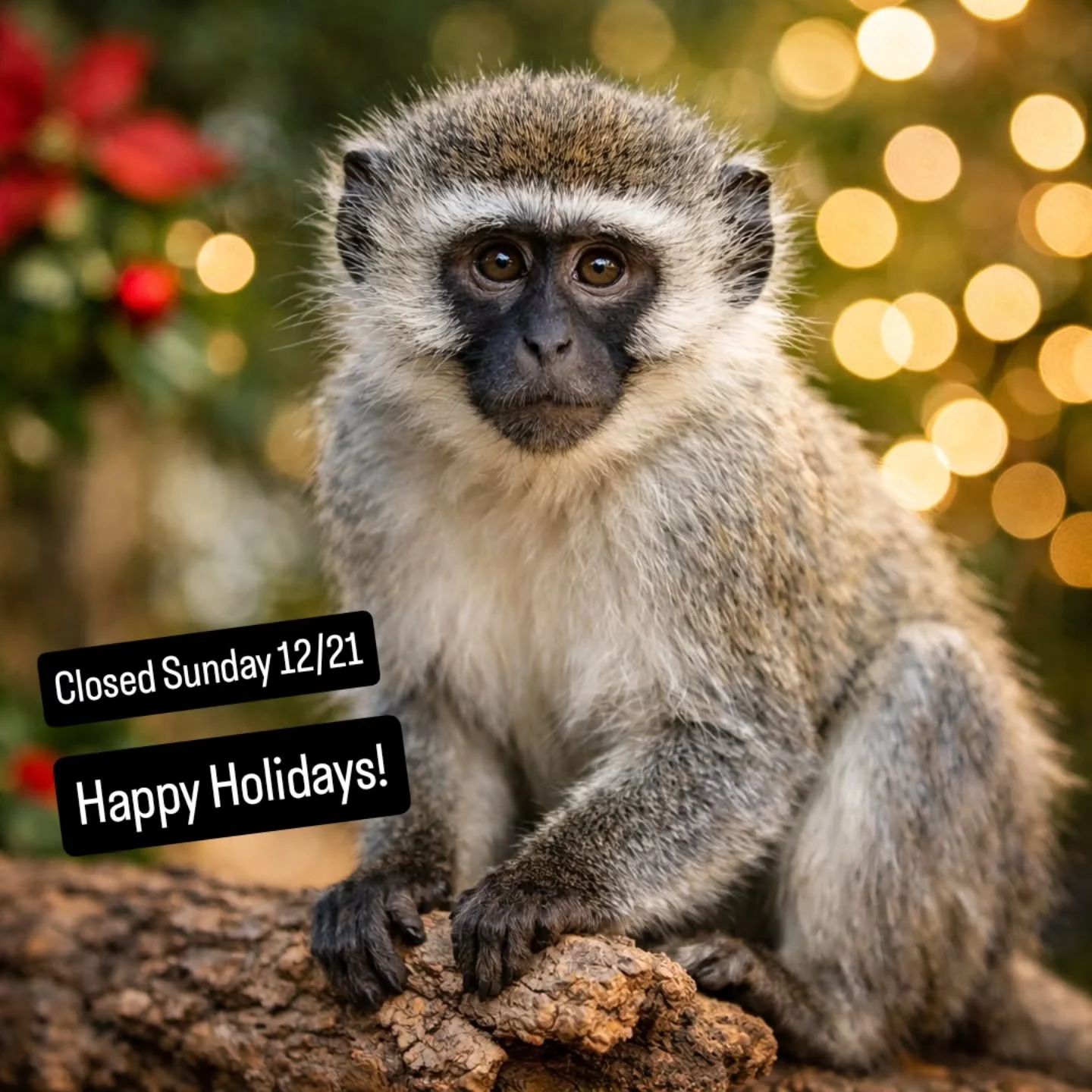 We&rsquo;re traveling back from South Africa after our conservation work and will be closed this Sunday, 12/21.

As the year winds down, we want to wish our amazing community a happy, healthy, and joyful holiday season. Thank you for supporting WildF