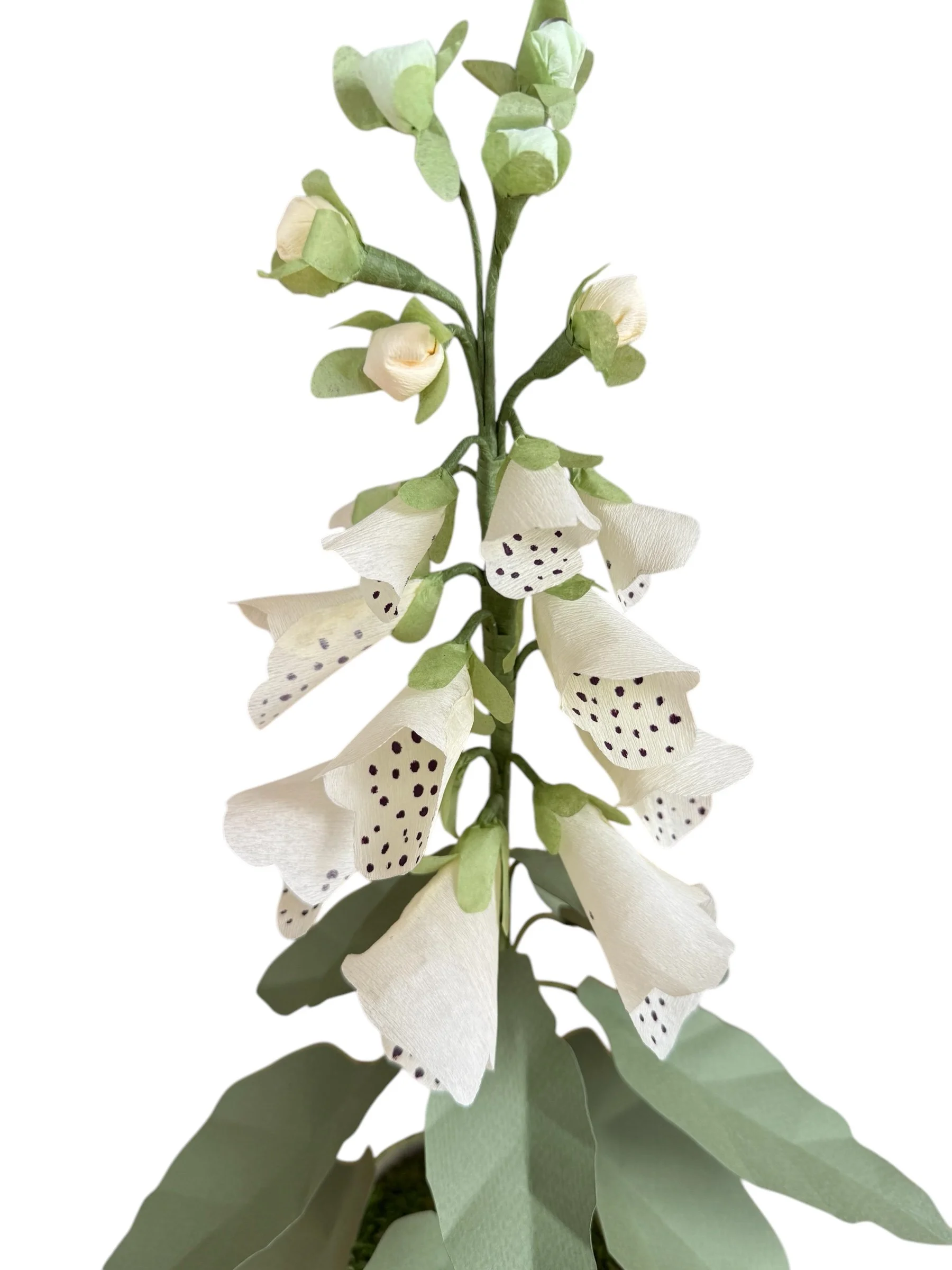 foxglove cream closerup.jpeg
