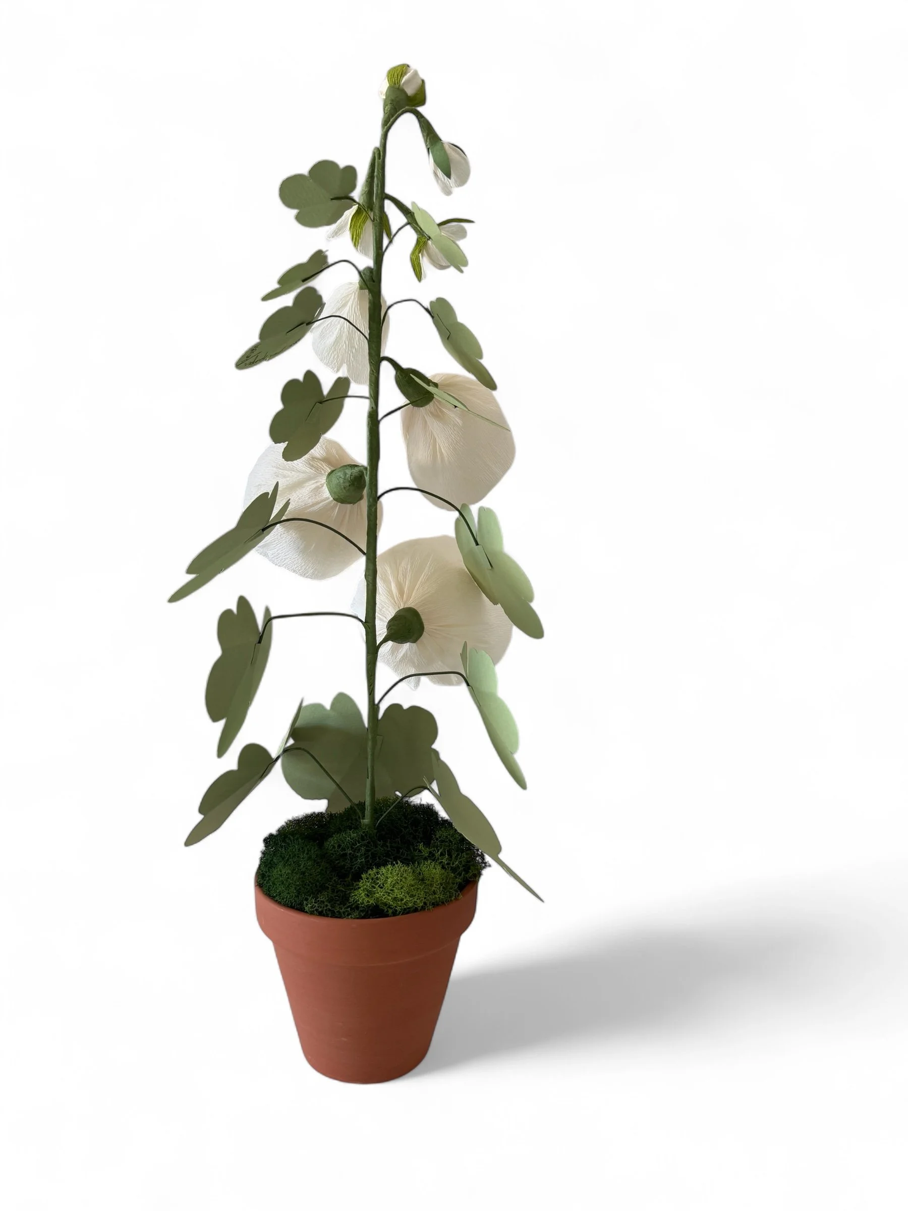 backside of white hh.jpg