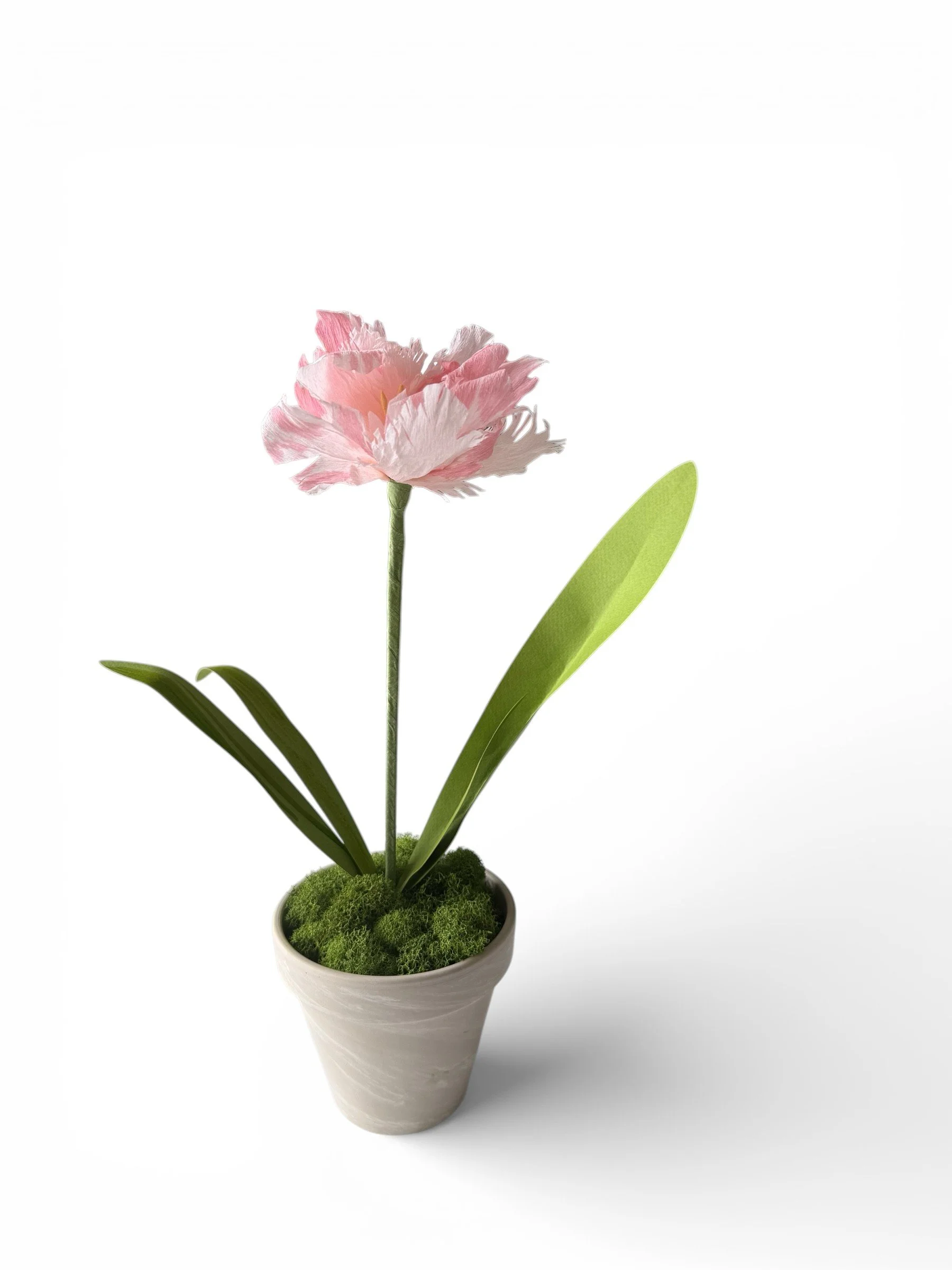 pink potted tulip-Photoroom.jpg