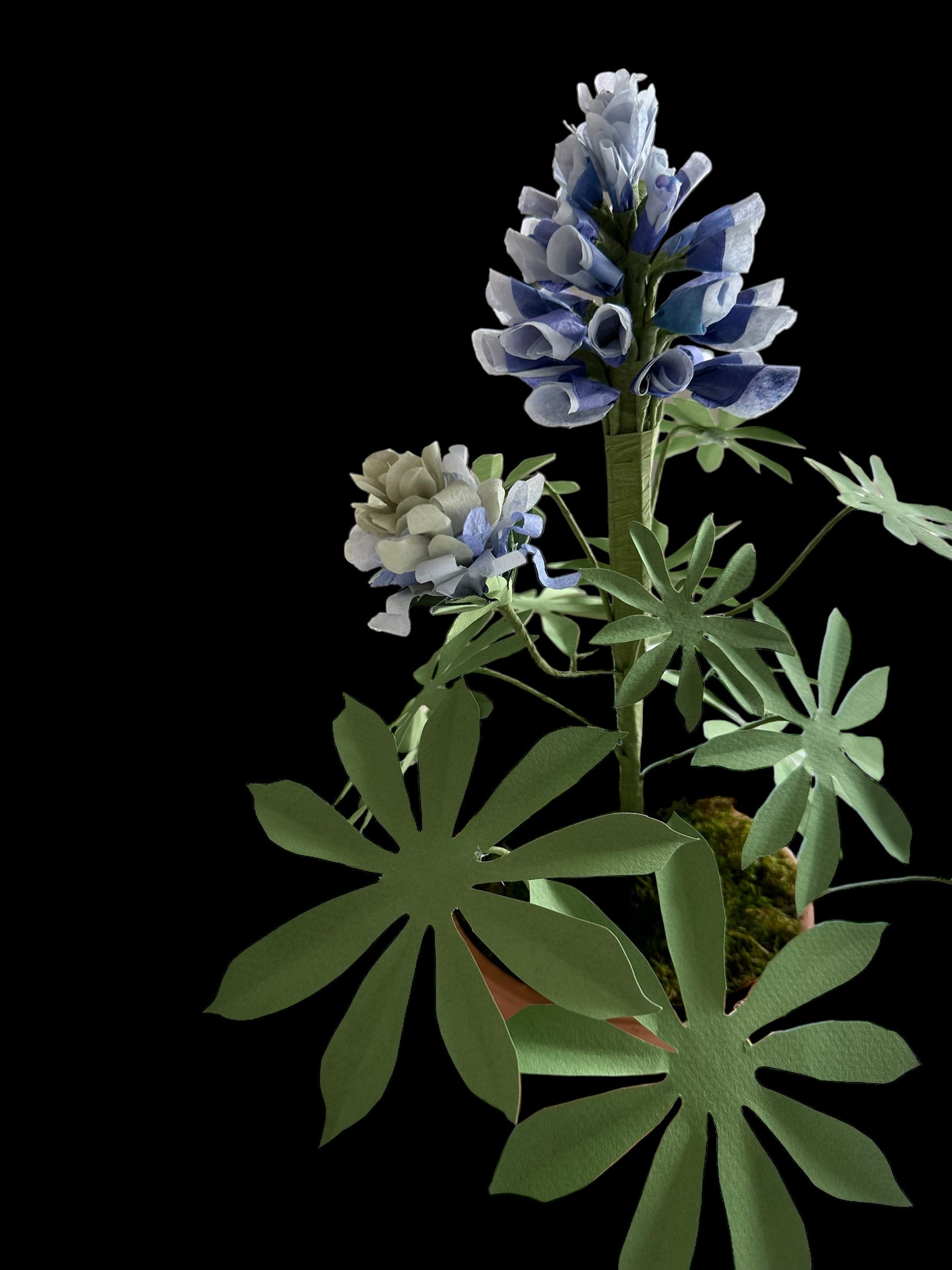 dark background lupine.jpg