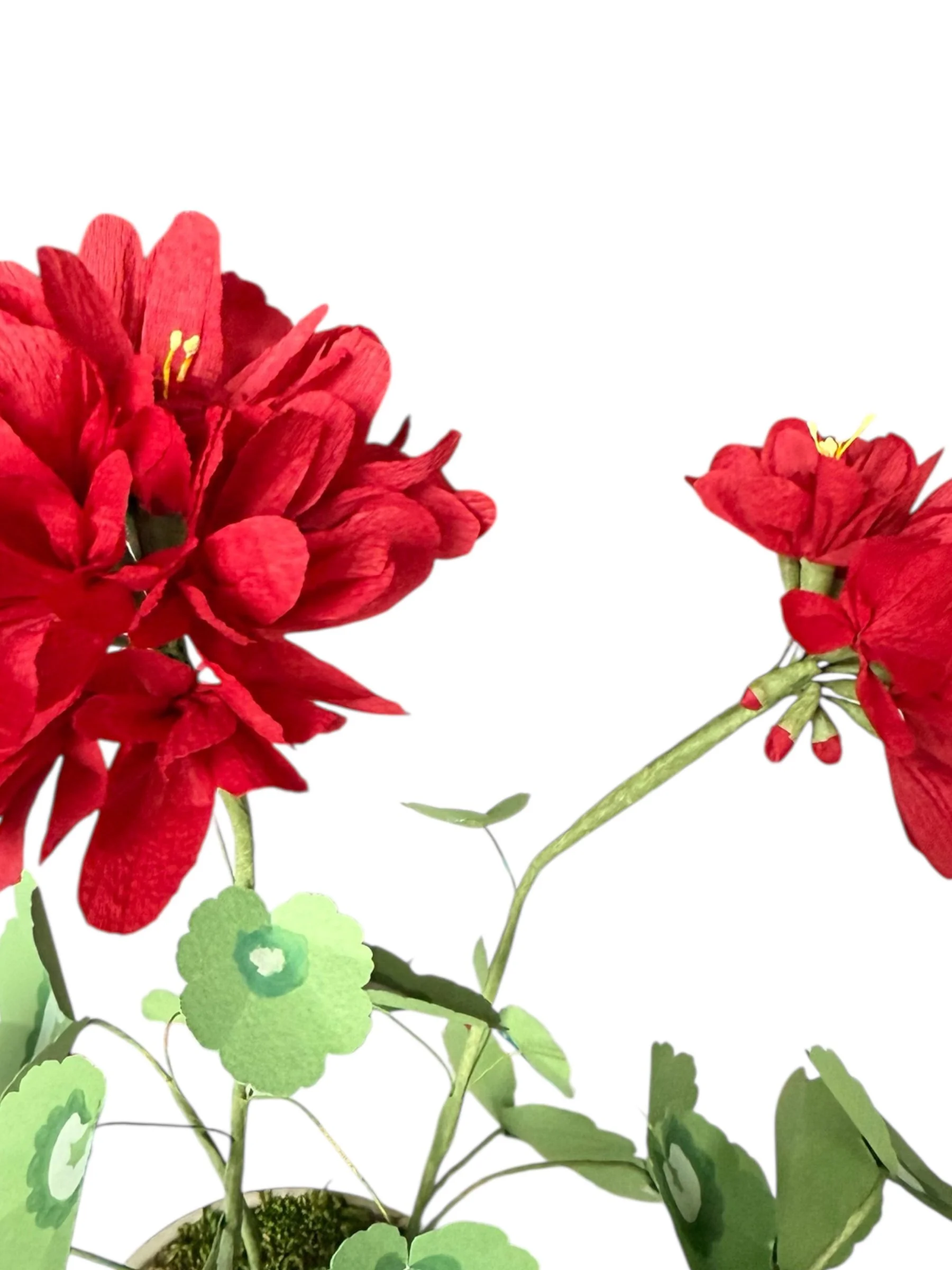 lg scarlet ger up close.jpg