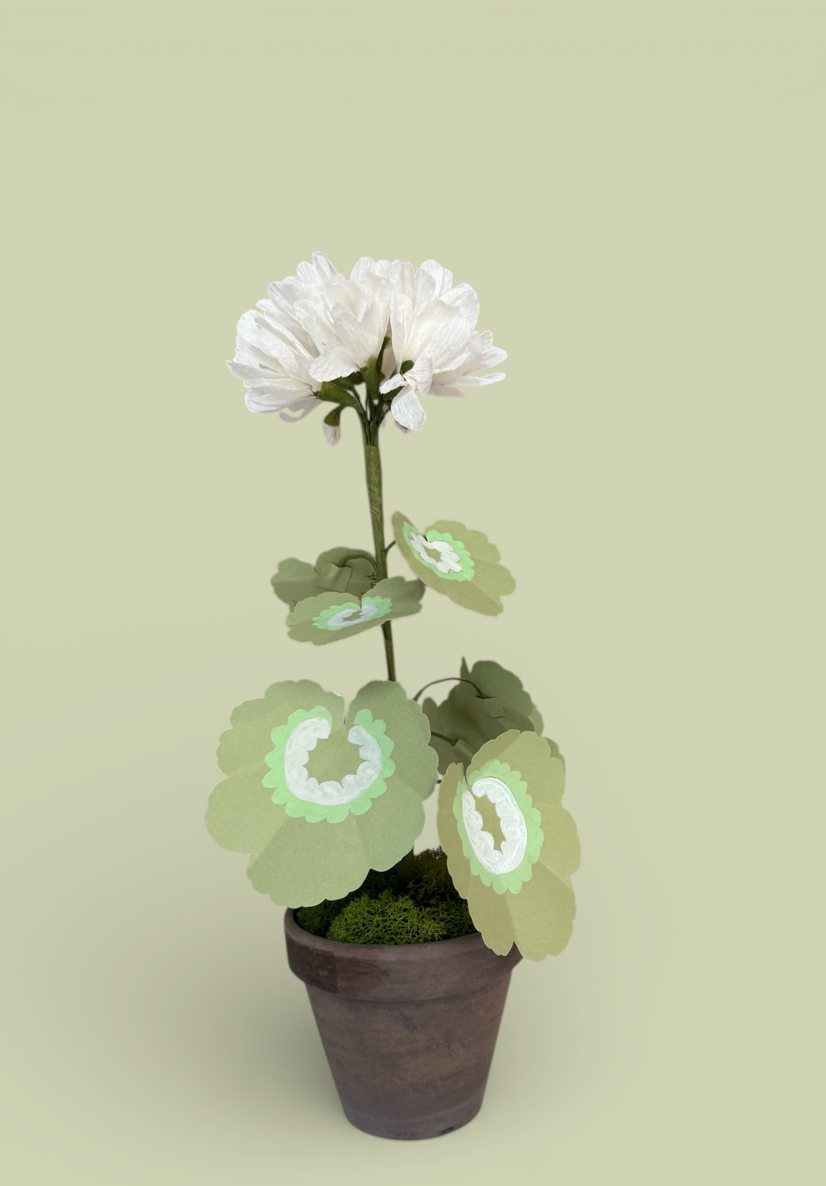 Petite Geranium in a Clay Pot