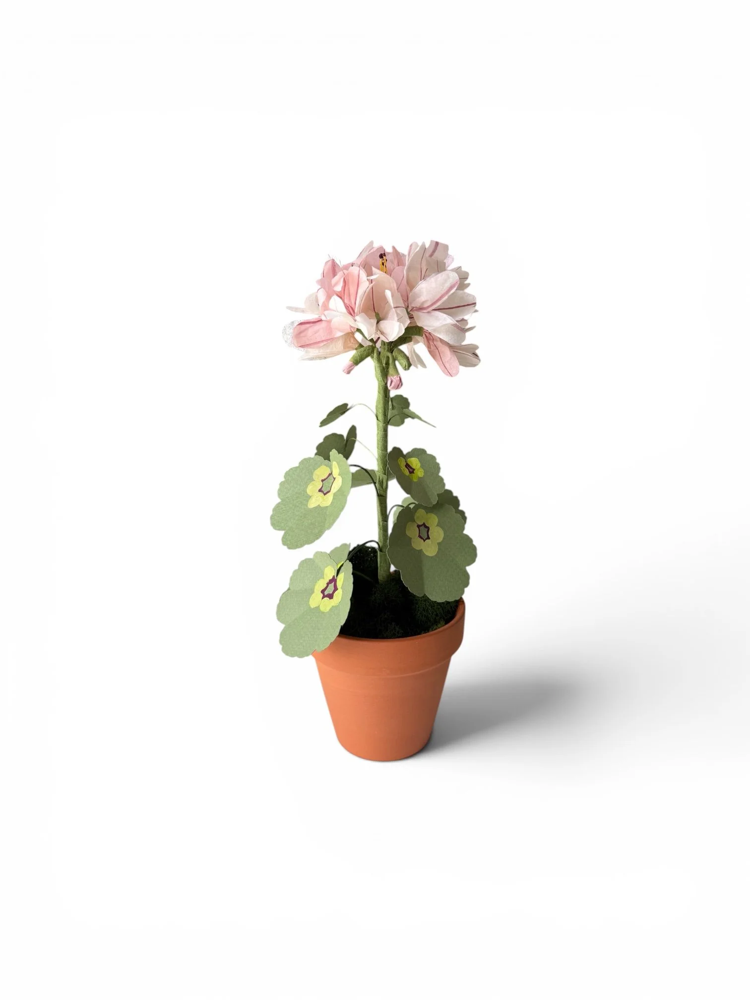 Petite Geranium in Clay Pot