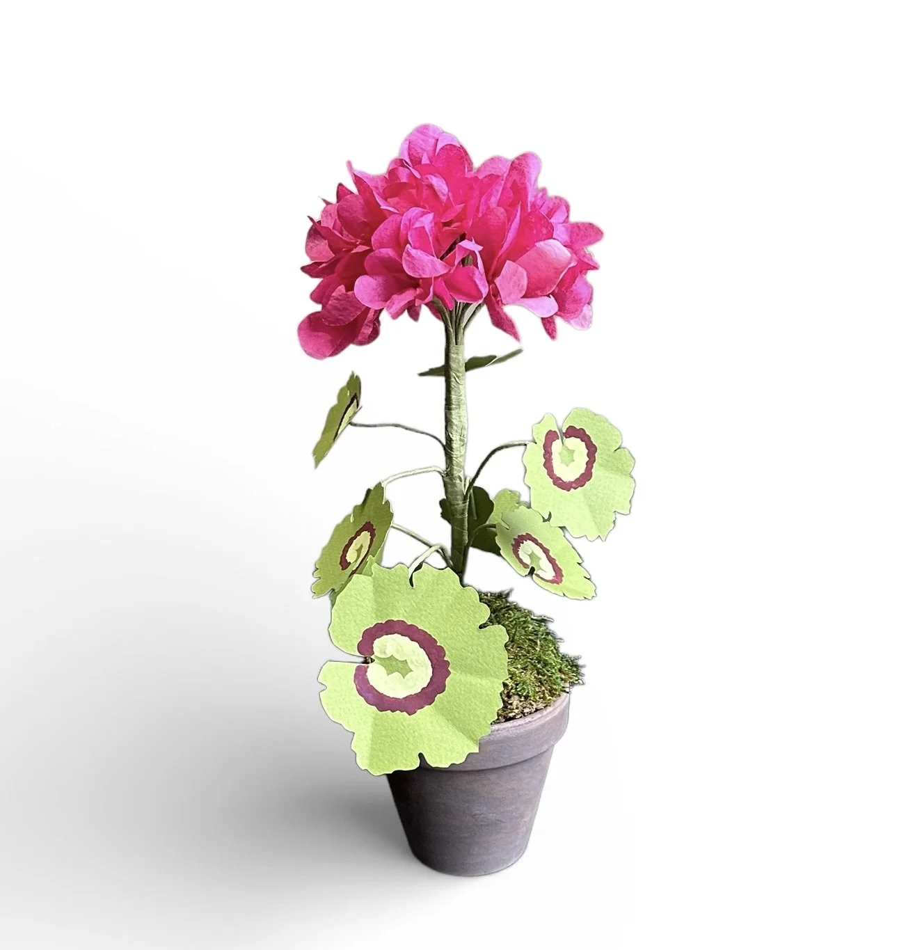 bright pin pet ger white back.jpg