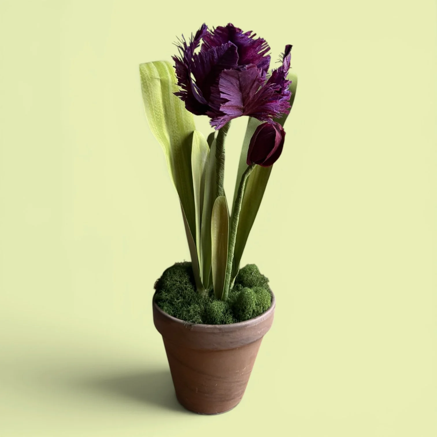 deep purple parrot tulip.jpg
