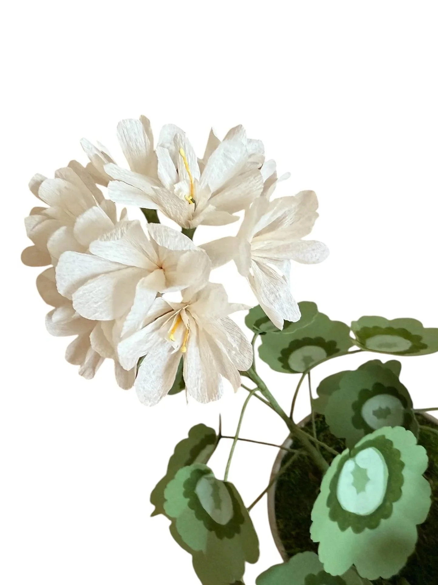 close+up+white+geranium.jpg