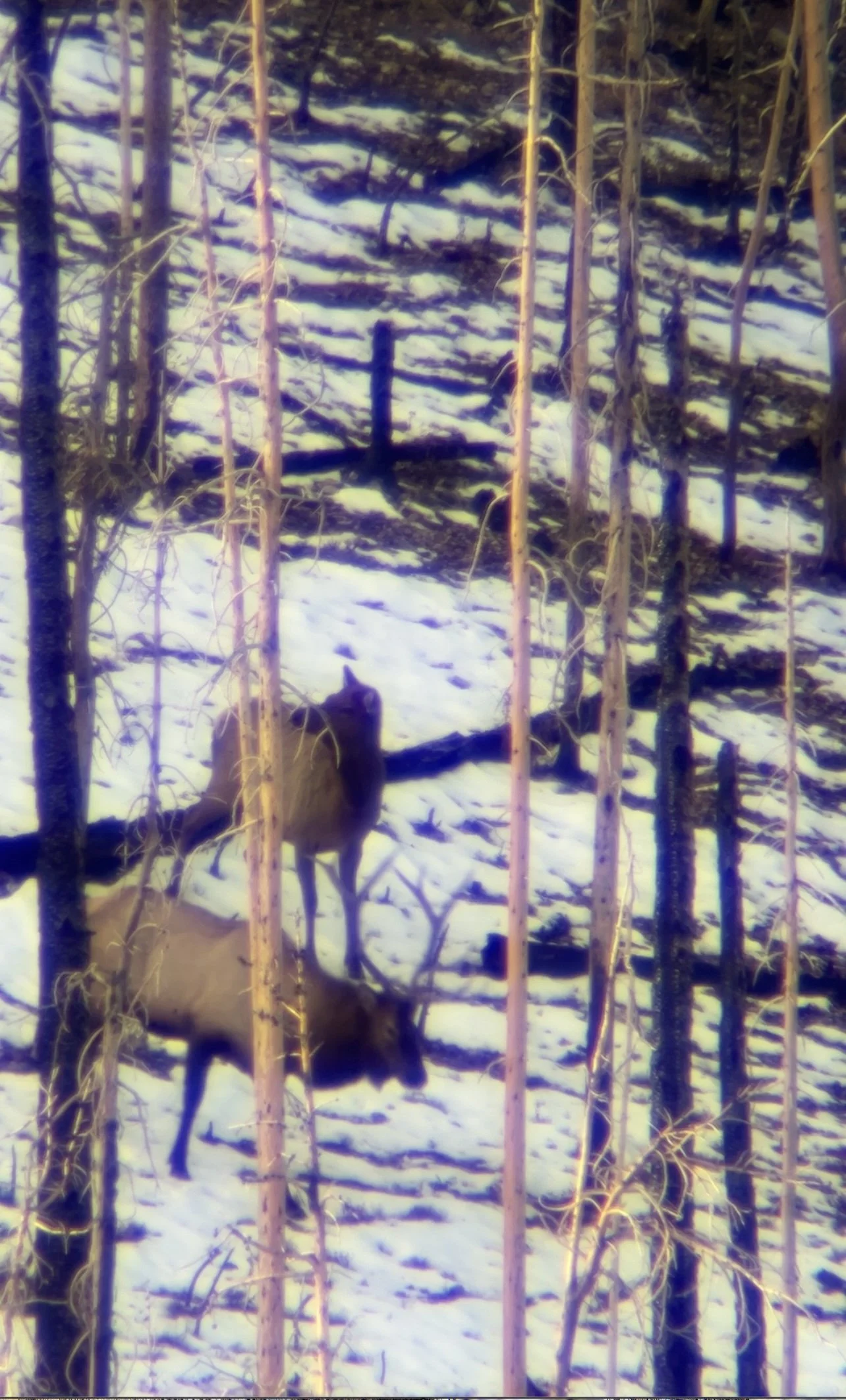 Tactics for September Elk hunting: Archery Tactics that put Bulls in Bow Range