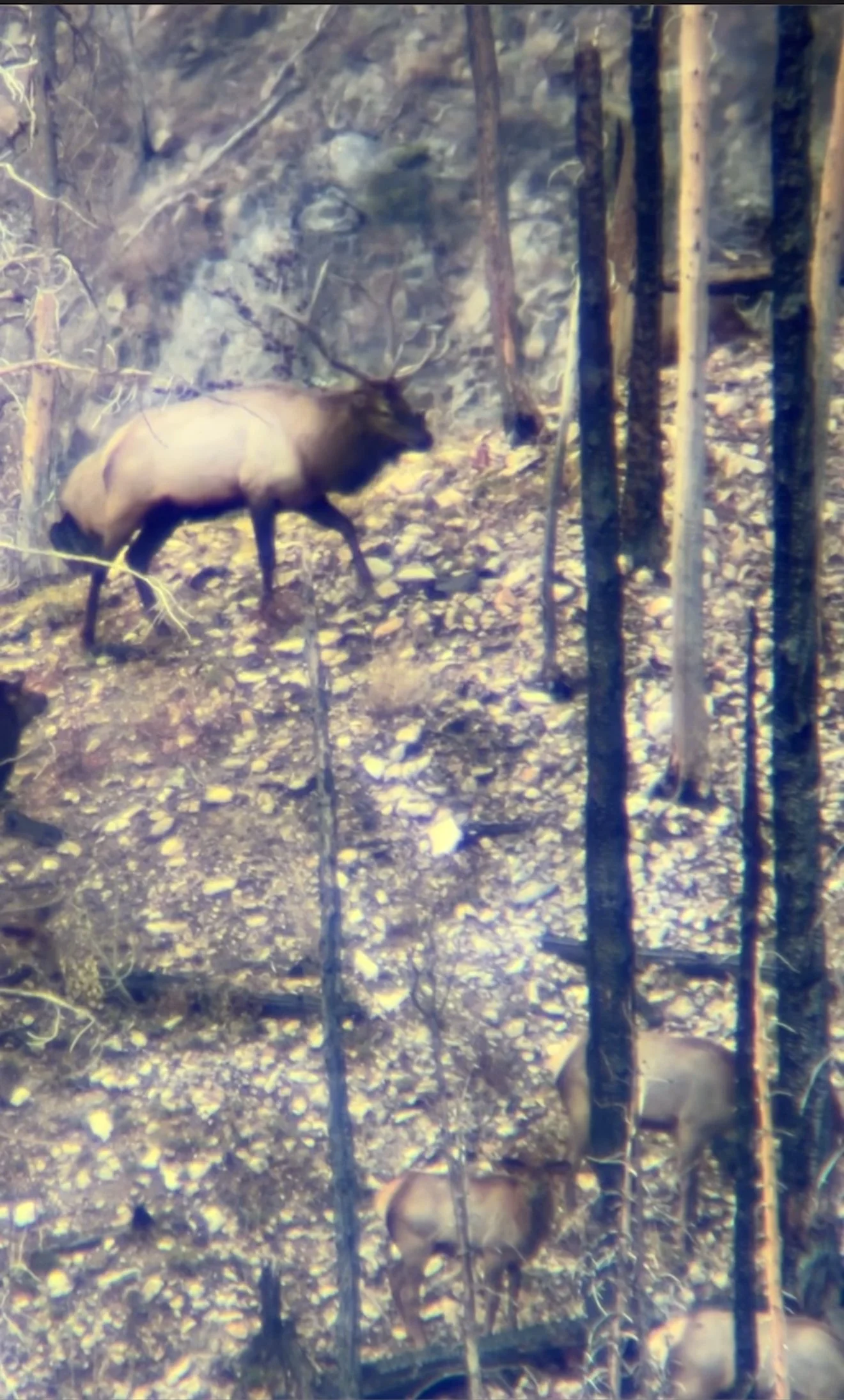 Late Season Rifle Elk Hunting Tactics: Tag Out When the Snow Flies