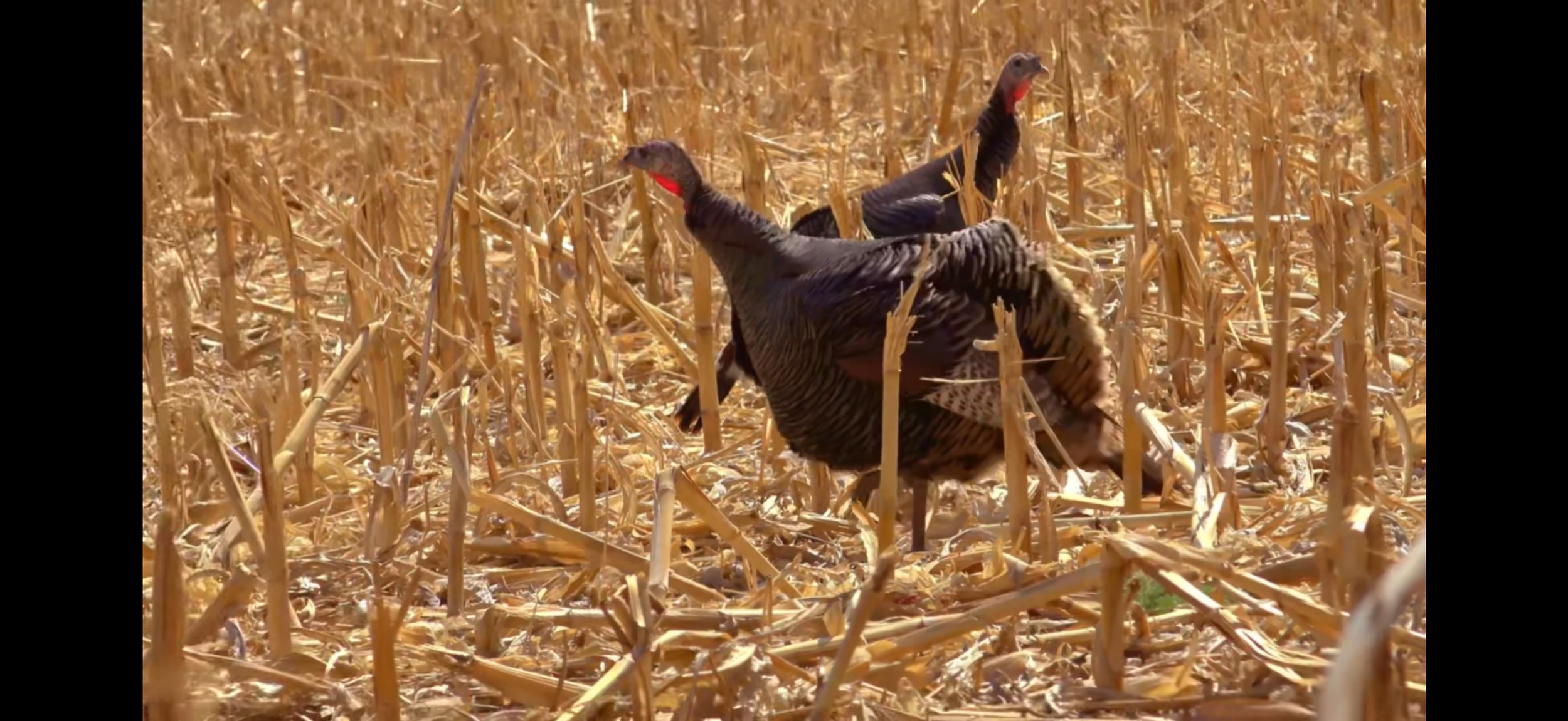 Don’t Call to the Gobblers…..Call to his Hens
